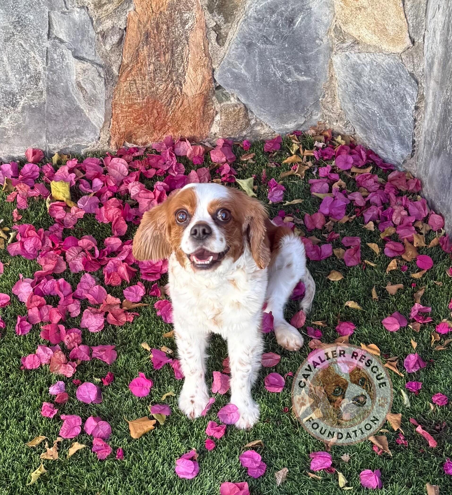 Meet Lady 🩷 (304)

✨ Born 12/28/2020 
✨ Spayed 
✨ Fully vaccinated 
✨ Dental completed 
✨ Heartworm negative 
✨ Microchipped 
✨ No known health issues 

Meet Lady, one of the 14 mill mamas we took in back in March. After spending most of her life ha