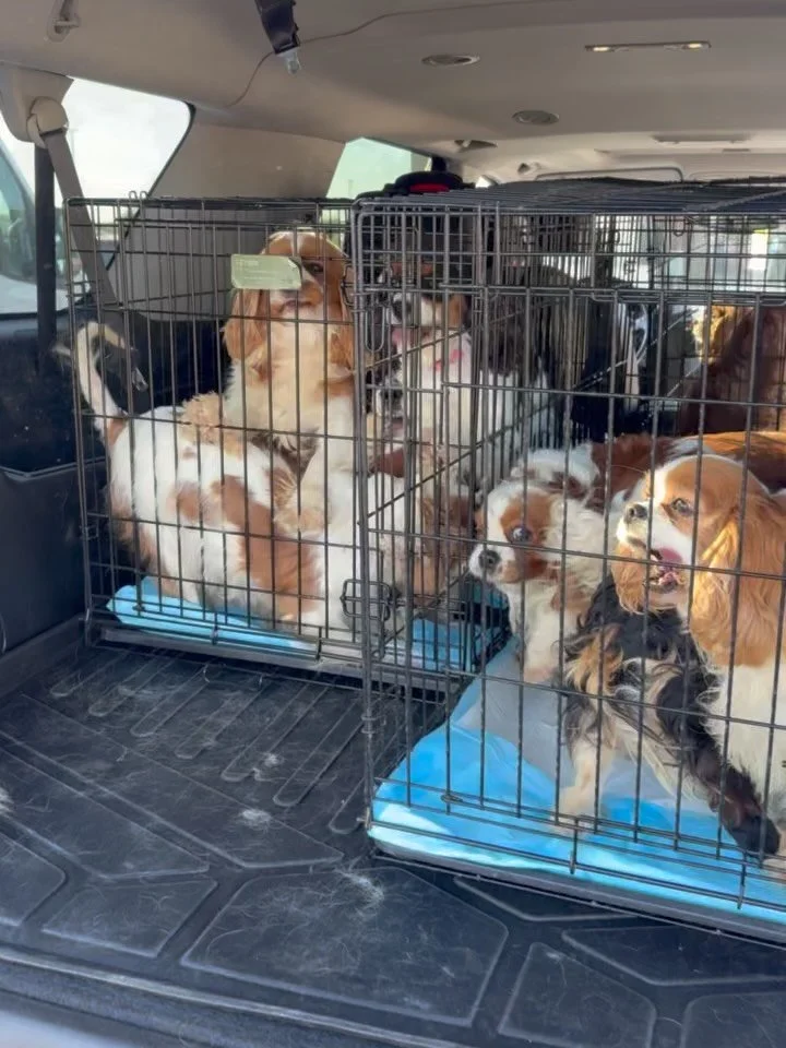 🚨 $24,841 SPENT SAVING 14 MILL MOMS 💔

On March 17, we said yes to 14 Cavalier breeding moms.

Since that day, our rescue has spent $24,841 getting these girls out of the Midwest breeding system they had spent their entire lives trapped in, transpo