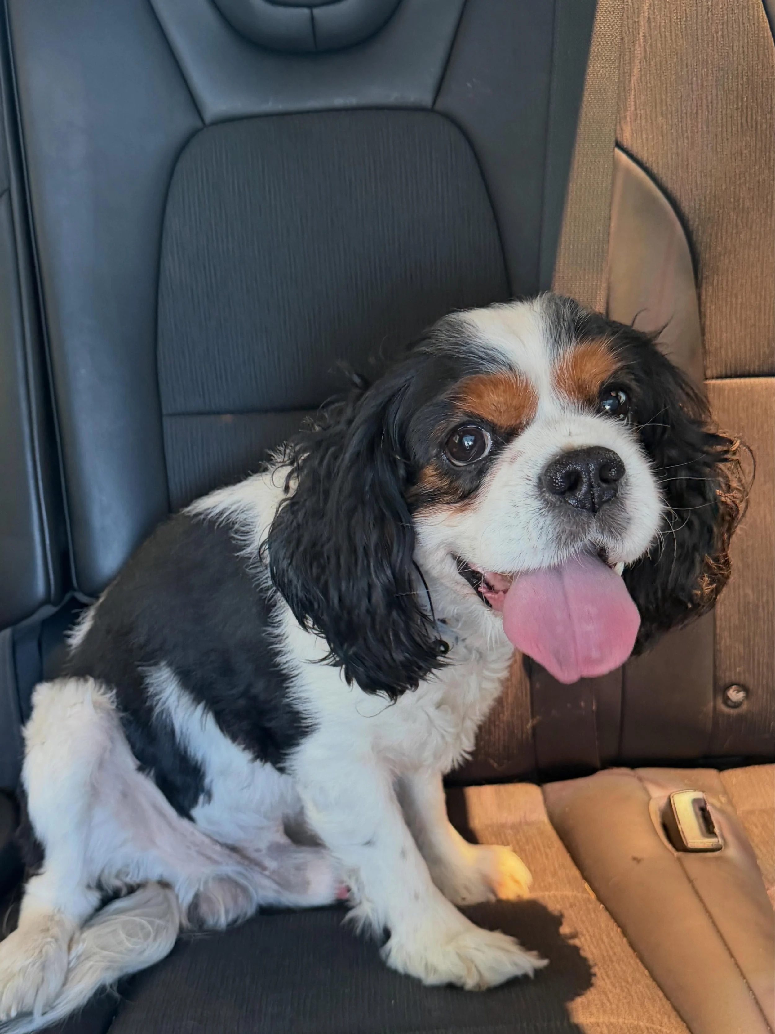Meet Cash, our newest owner surrender 💙

Cash is a 10 year old Cavalier, born October 11, 2015, with his birthday confirmed through his microchip registration. He came to us after his owner suffered a medical emergency and was unfortunately transfer