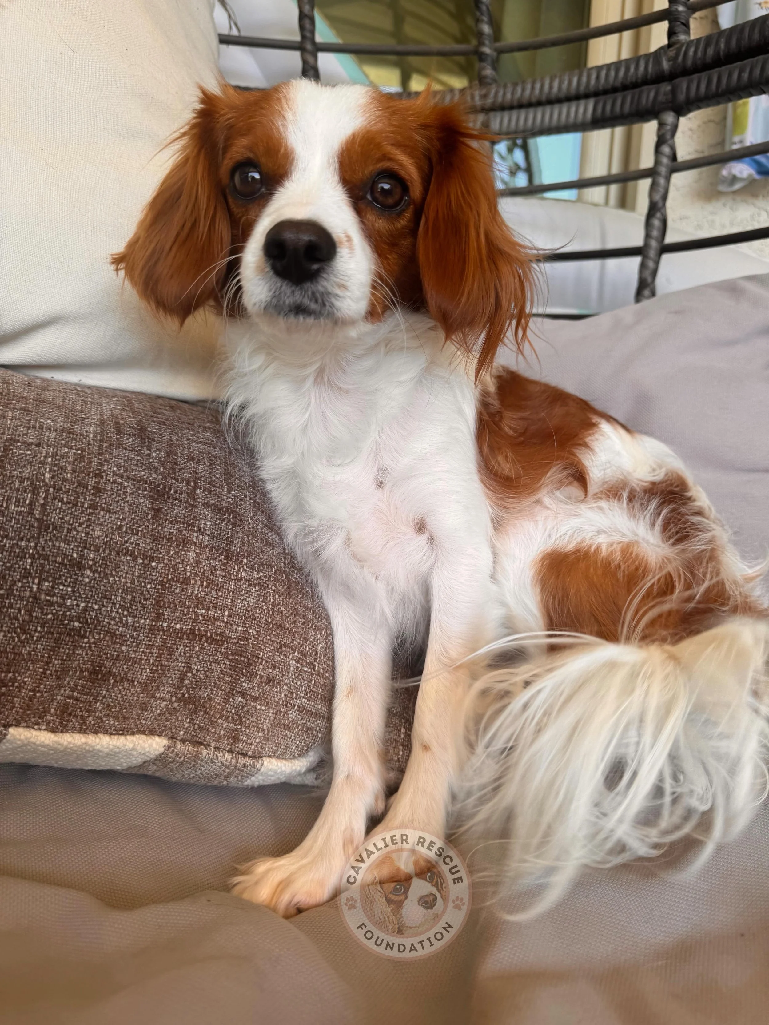 Meet Ginger 🩷🐶 - Pending

&bull; DOB: 12/6/24 🎂
&bull; Cavapoo 🐶
&bull; Spayed ✂️
&bull; Microchipped 📍
&bull; Up to date on vaccinations 💉

Ginger and her sister were purchased from a Cavapoo breeder by an elderly woman who loved them very muc