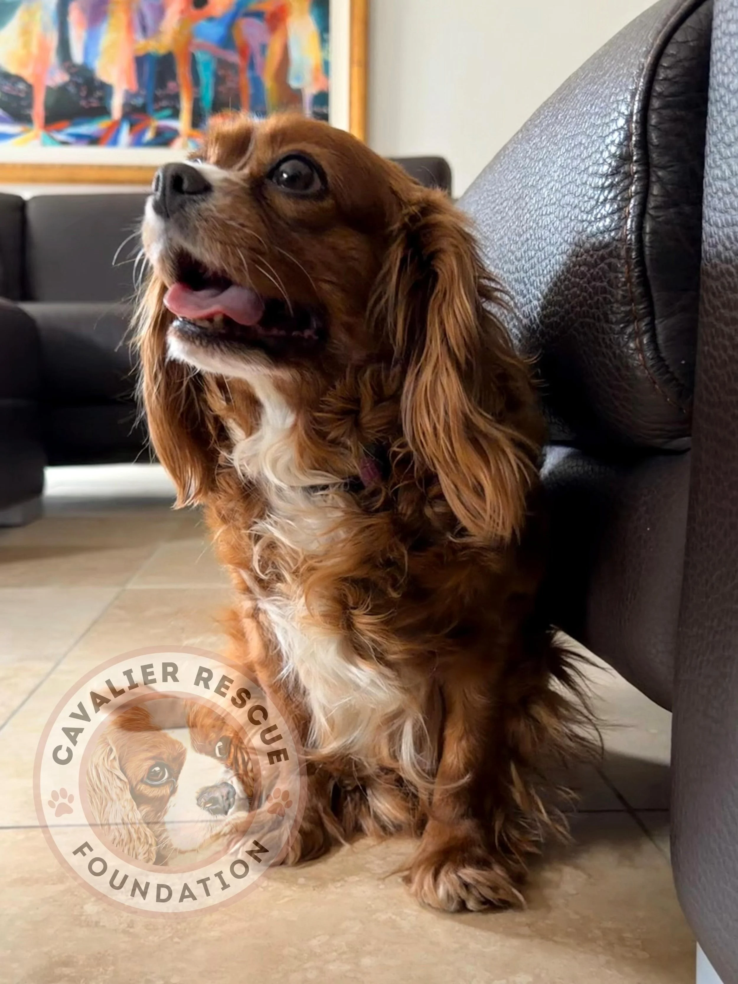 Meet Pearl (316) 🤍 - Available 

📅 DOB: 10/30/2018
✅ Spayed
✅ Fully vaccinated
✅ Microchipped
✅ Heartworm negative
✅ No known health issues

Pearl&rsquo;s story is one we won&rsquo;t soon forget.

When Pearl arrived in rescue, she was completely sh