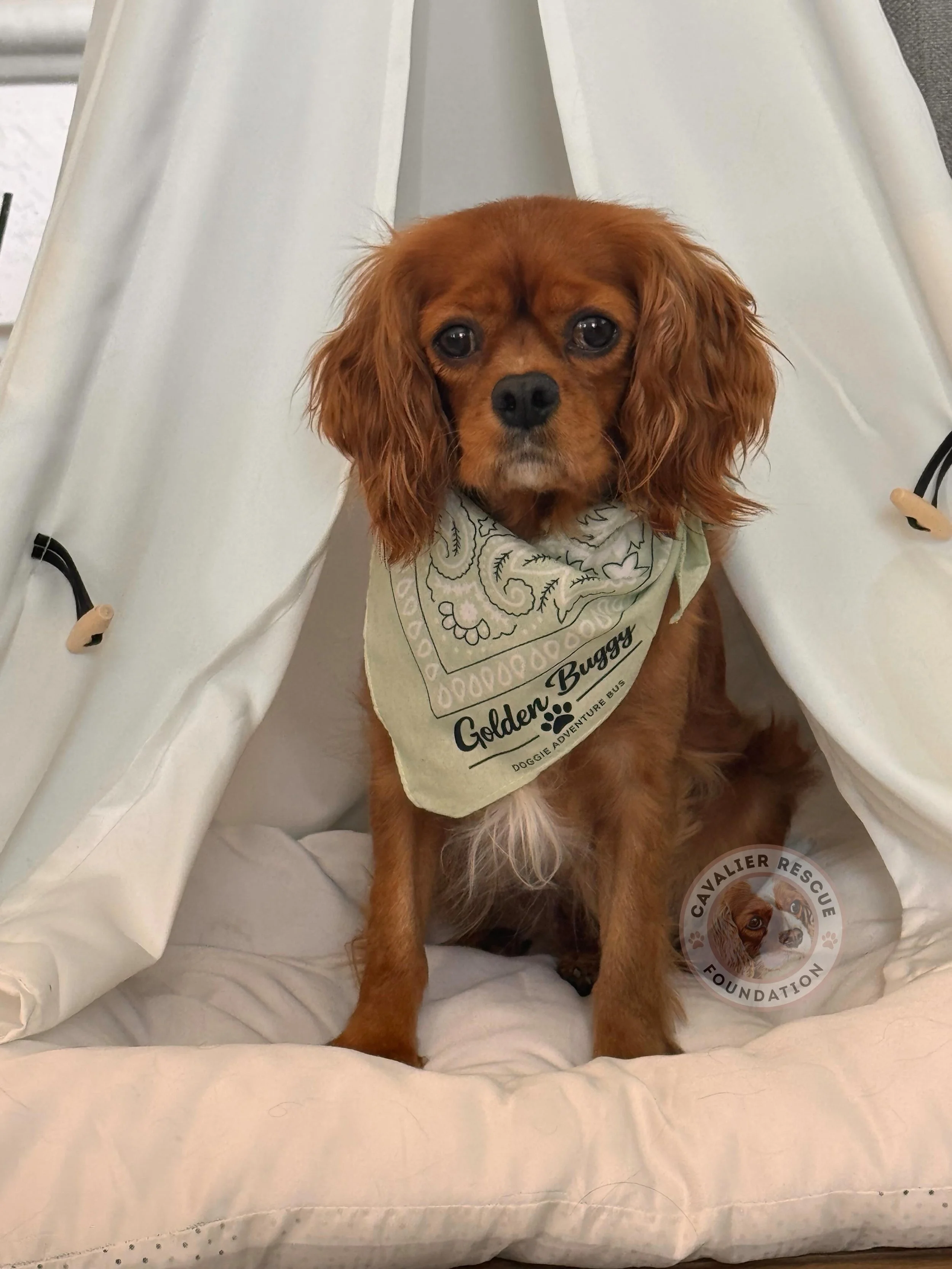 🐶🤍 Meet Cora (#303) 🤍🐶 - Available 

&bull; DOB: 1/15/21 🎂
&bull; Spayed ✔️
&bull; Fully Vaccinated ✔️
&bull; Dental Completed ✔️
&bull; Microchipped ✔️
&bull; No Known Health Issues ✔️

Cora came to us in February as part of the group of retire