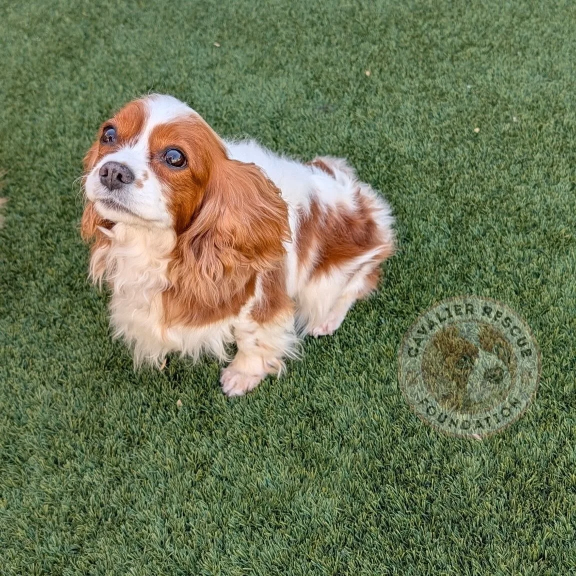 Meet Patty Mae (300) 🍀🩷🐶 - Available 

&bull; 5/20/21 🎂
&bull; Blenheim 🤍🍂
&bull; Spayed
&bull; Microchipped
&bull; Dental completed (14 extractions) 🦷
&bull; Grade 3/4 heart murmur ❤️ (no medication needed at this time)
&bull; Heartworm negat