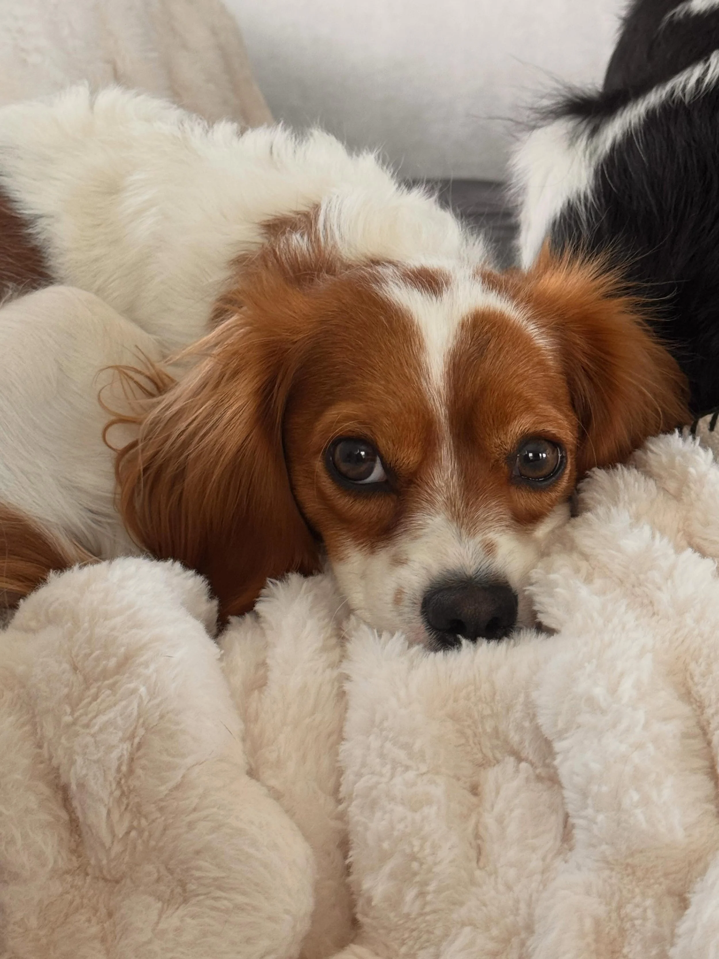 Meet Nutmeg 🩷 - Adopted

🐾 DOB: 12/6/2024
🐾 Spayed - 12.6 lbs
🐾 Microchipped
🐾 Up to date on all vaccinations
🐾 No known health concerns
🐾 Cavapoo but Cavalier genetics won 🥇 

Nutmeg and her sister were purchased from a Cavapoo breeder by an