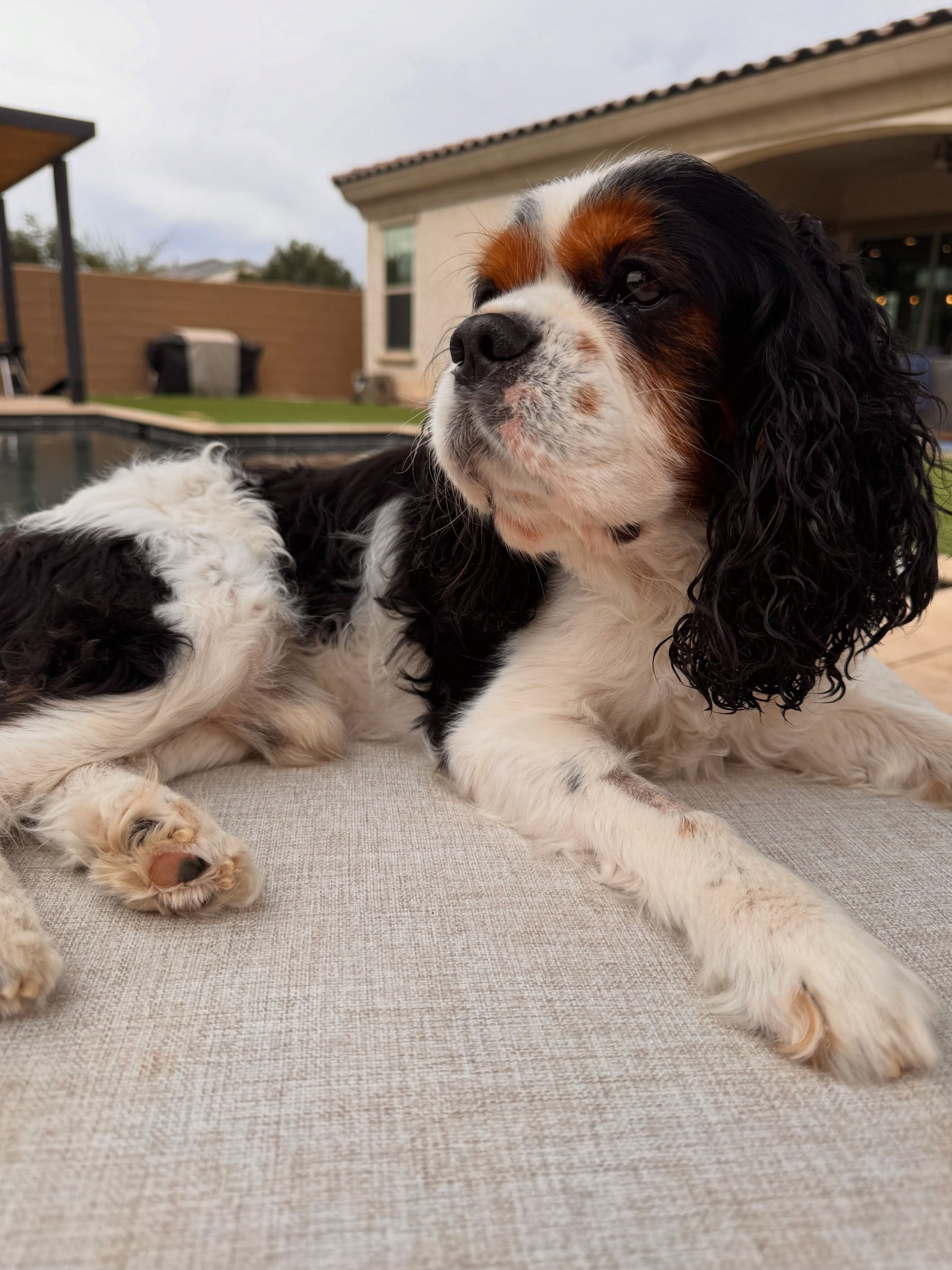 Meet Cash! 👑 - Available 

📅 DOB: 10/11/2015
✔️ Neutered &bull; Vaccinated &bull; Microchipped
❤️ Grade 4 Heart Murmur
💊 Daily Heart Medication

Cash came to us after his owner passed away in hospice. He was passed from home to home throughout the
