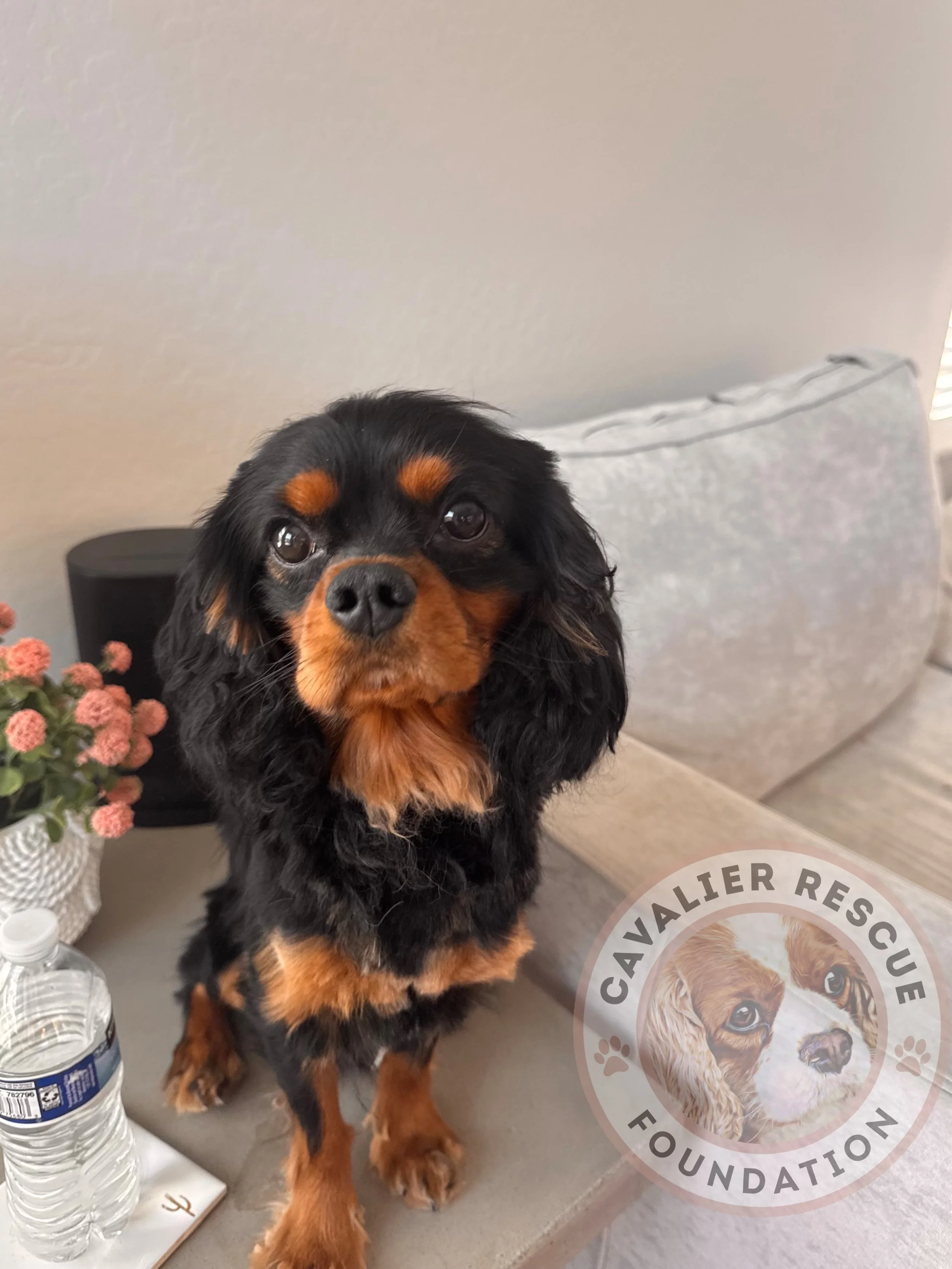 If you&rsquo;ve been following us for a while, you probably remember last year&rsquo;s Summer of Surrenders. ☀️ It looks like it&rsquo;s becoming a summer tradition. We&rsquo;ve welcomed SIX owner surrenders in the past two months. 

Meet Maximus (Ma