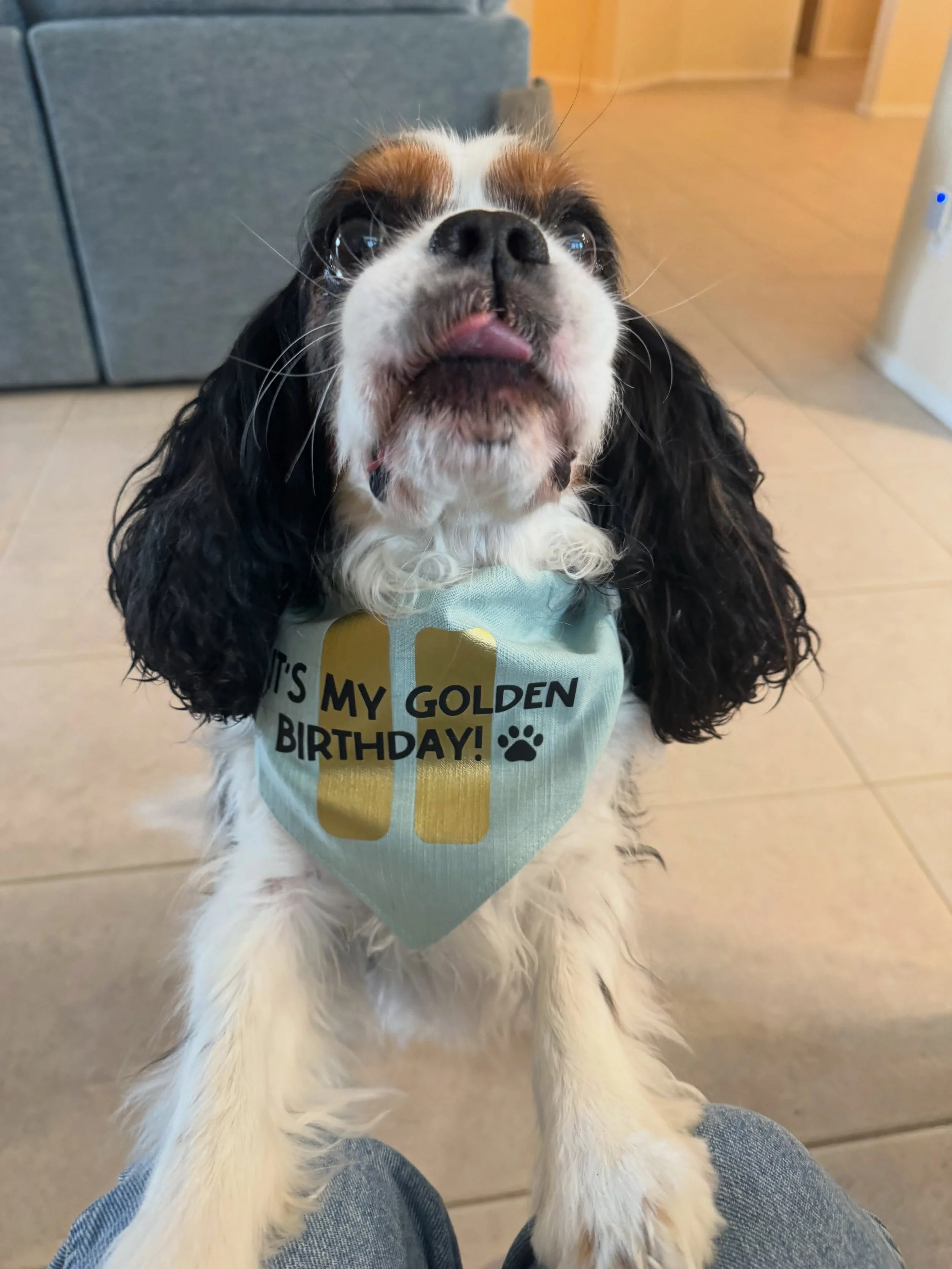 A very special PUP-DATE on Cash! 
🐾💛(Originally posted on our page July 7) 

One of the most heartbreaking parts of rescue is receiving owner surrender forms for senior Cavaliers. Our hearts sink knowing what may lie ahead: declining health, heart 