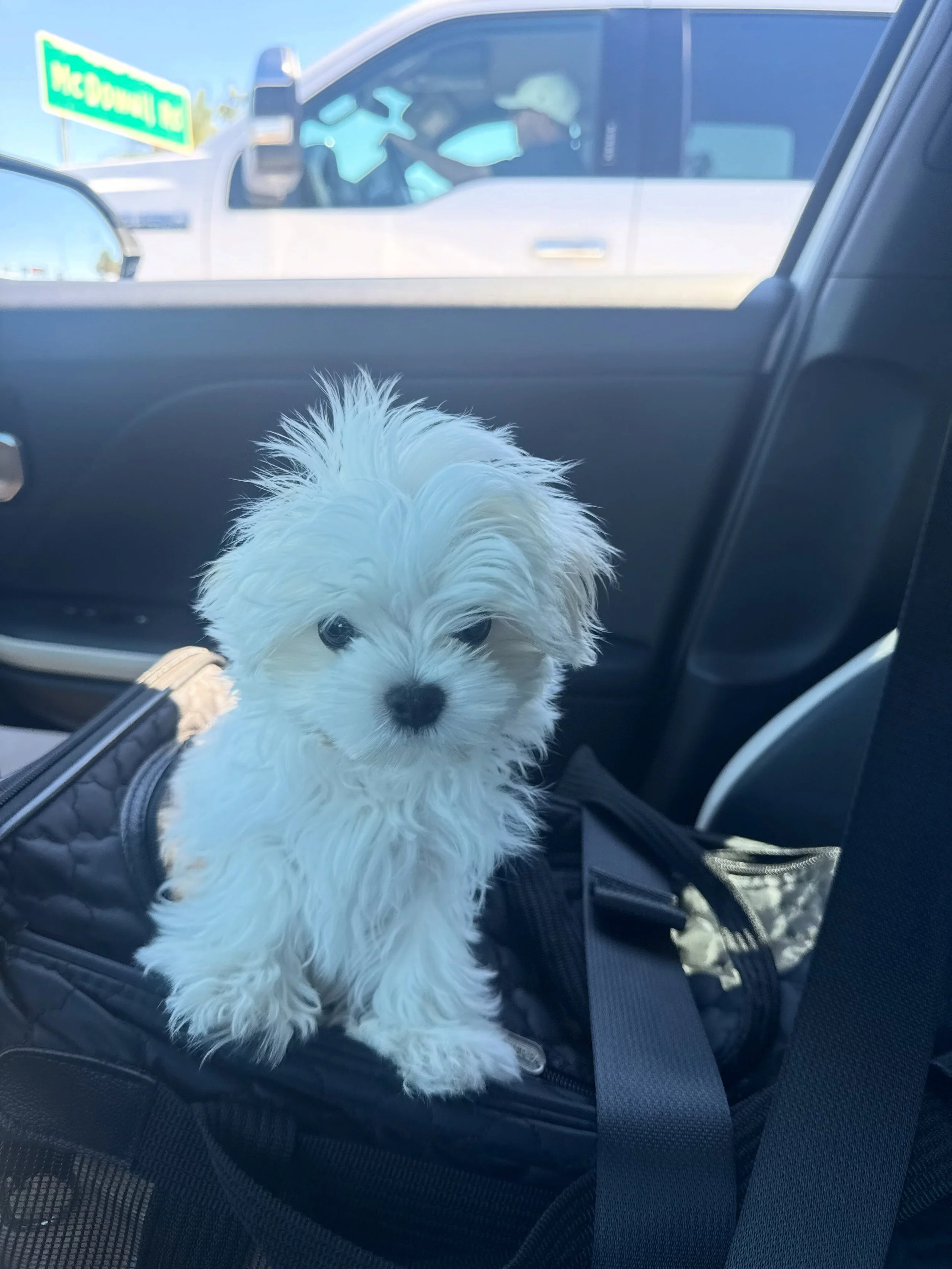 🚨10/9 2:20pm No longer accepting applications. 

As many of you know, occasionally we come across other breeds. 🤍 Meet this sweet little Maltese looking for his forever home!

🐾 Male Maltese
🐾 Born July 5, 2026
🐾 Up to date on vaccinations
🐾 Ha