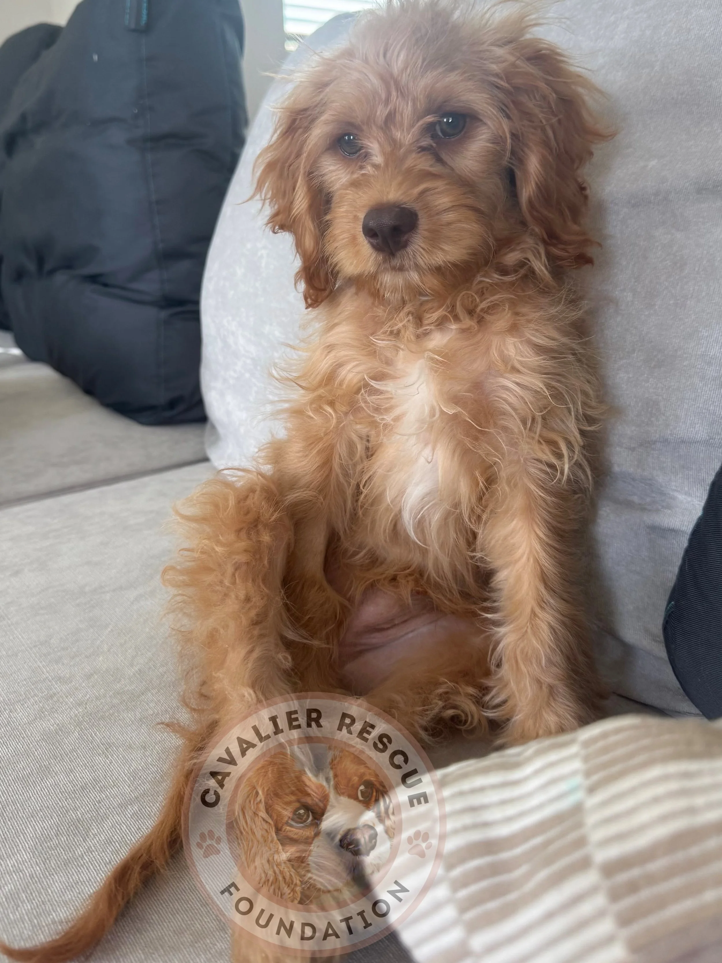 9/17 10:30am - No longer accepting inquiries or applications. 

Meet Rusty 🤎🐶

🐾 Cavapoo
🐾 Born 5/24/26 - 16 weeks old
🐾 Neutered
🐾 Microchipped - lifetime registration
🐾 Current on all age appropriate vaccinations (adopter will need to comple