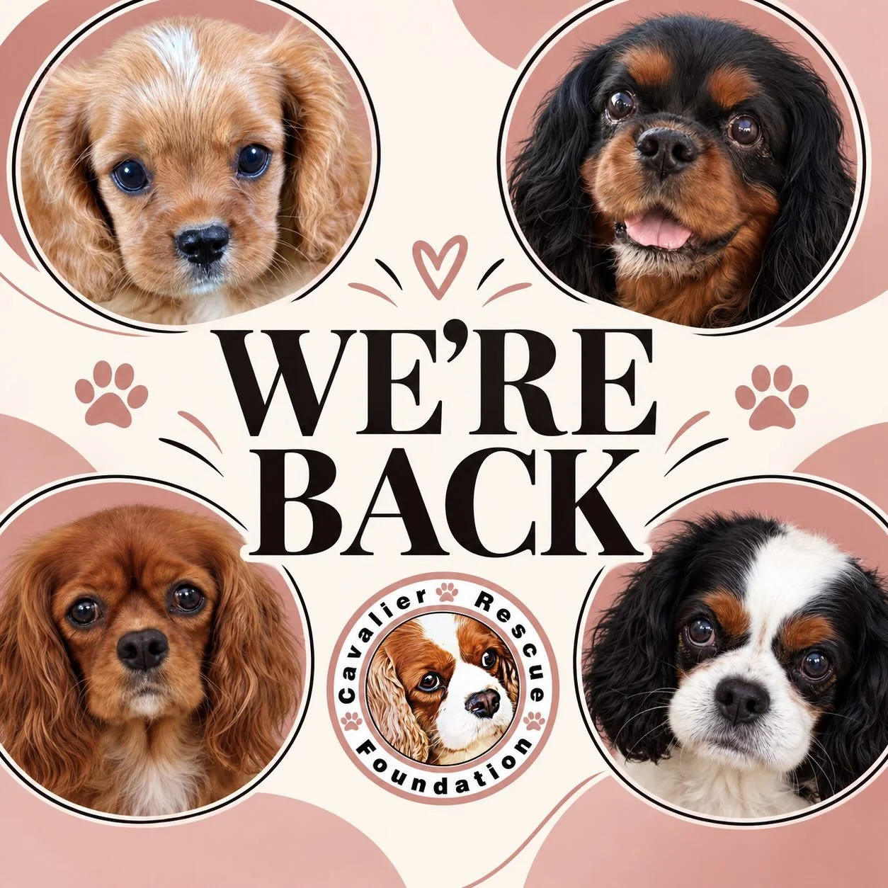 We&rsquo;re back! 🐾 Not that we ever really left.

Arizona summers tend to move a little more slowly. People leave town, schedules change, and fewer families are ready to adopt.

We have lots of new followers, so we wanted to share a quick refresher