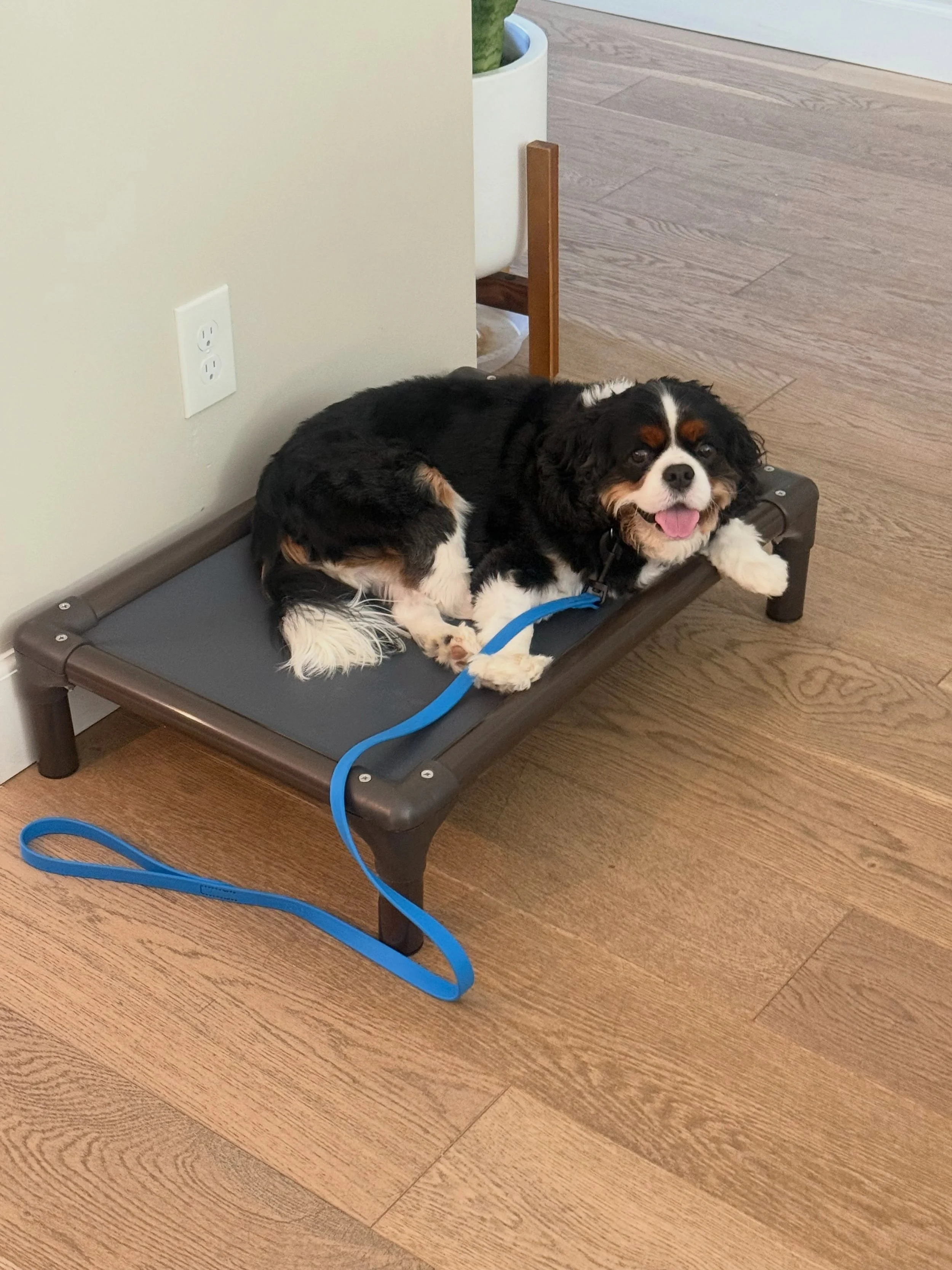Meet Riley 💙

🎂 DOB 12/1/22
✂️ Neutered
🦷 Dental complete
💉 Fully vaccinated
📍 Microchipped
🎓 Completed a 2-week board &amp; train @destination_dog_training_ 

🛑 Please read Riley&rsquo;s entire post before applying.

Riley came to us as a ver
