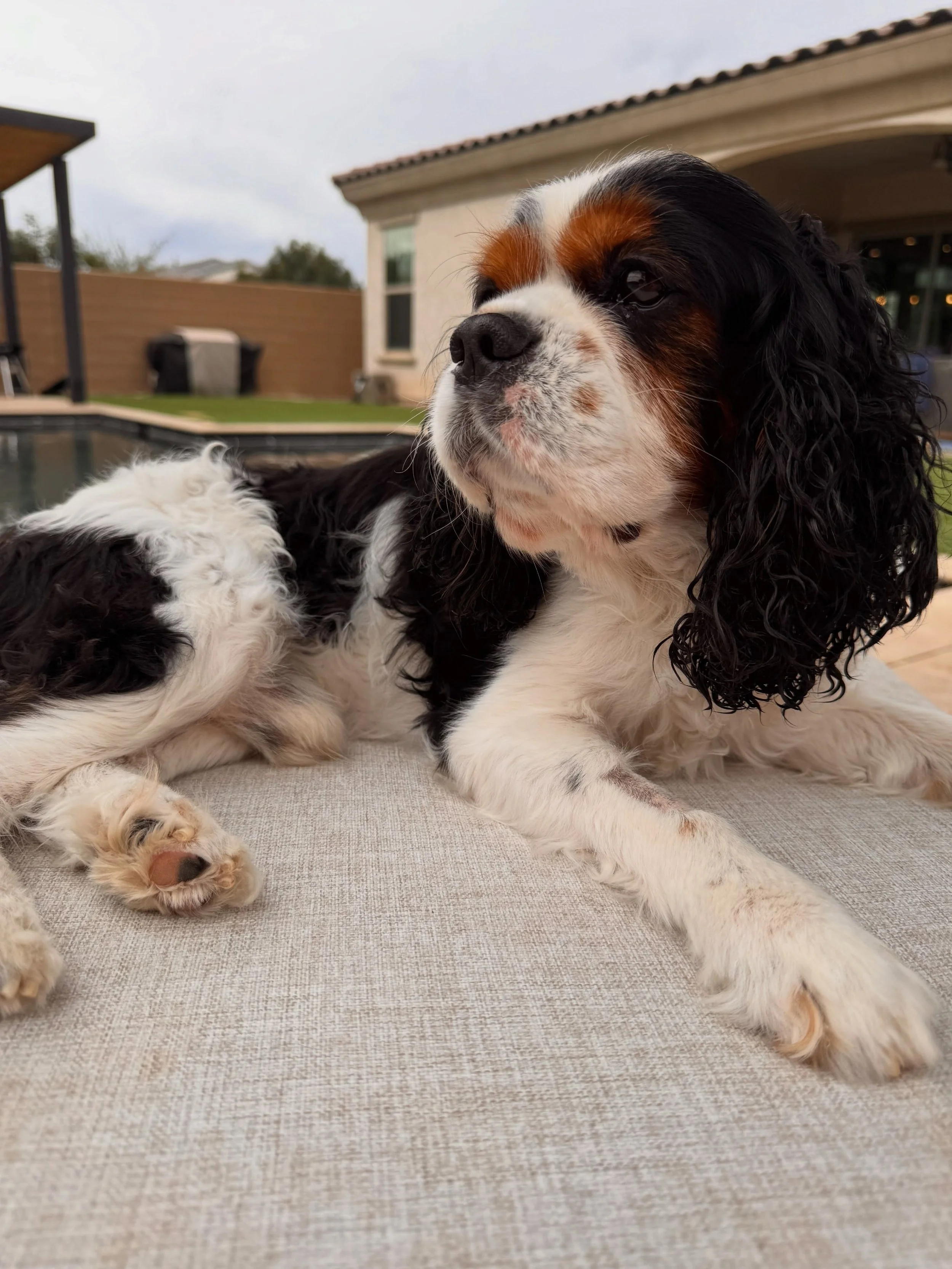 Meet Cash! 👑 - pending

📅 DOB: 10/11/2015
✔️ Neutered &bull; Vaccinated &bull; Microchipped
❤️ Grade 4 Heart Murmur
💊 Daily Heart Medication

Cash came to us after his owner passed away in hospice. He was passed from home to home throughout the ne