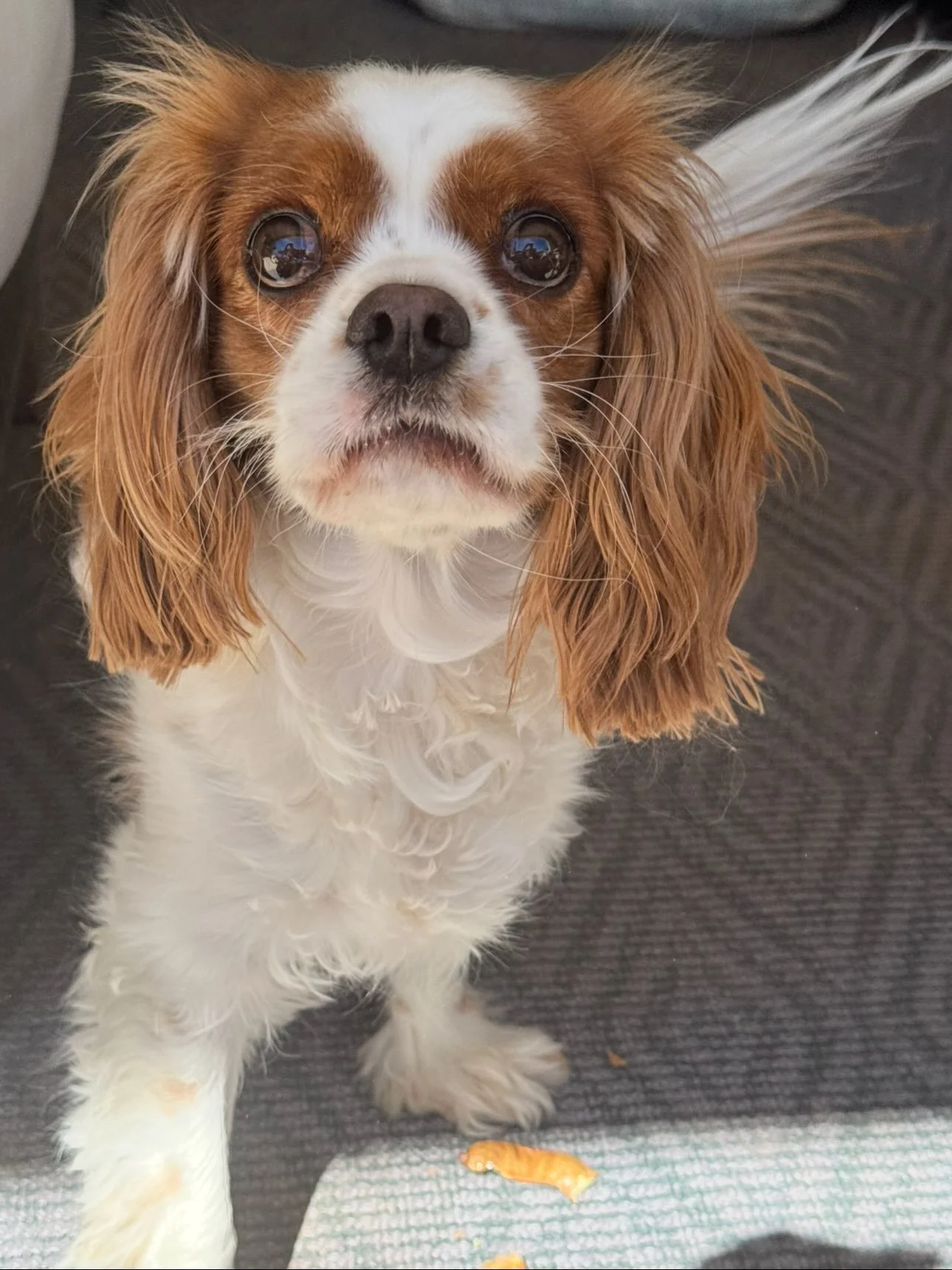 Finn is available for adoption! 🐾

‼️PLEASE READ FULL POST ‼️
🐾 4 years old | DOB: 8/31/22
🐾 Neutered, vaccinated, microchipped
🐾 Potty and kennel trained
🐾 VERY ACTIVE family; calm home without young children or puppies
🐾 Must continue medicat