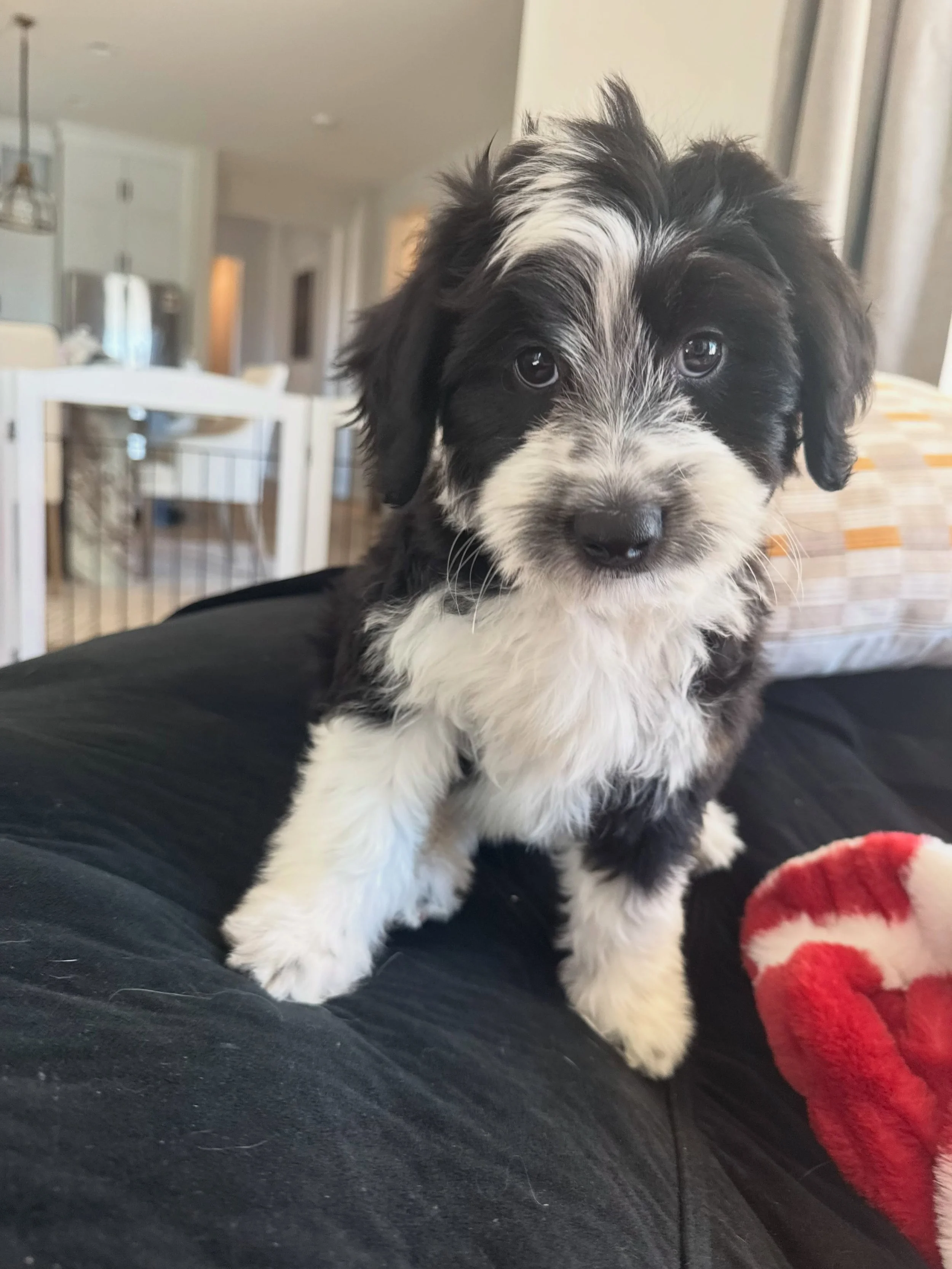 Sometimes Erin and I break our own rules and take in puppies we normally wouldn&rsquo;t. Apparently, all it takes is a breeder catching us at a weak moment while we&rsquo;re celebrating in Cabo! 😂

Meet Brennan and Dale, two male Aussiedoodle puppie