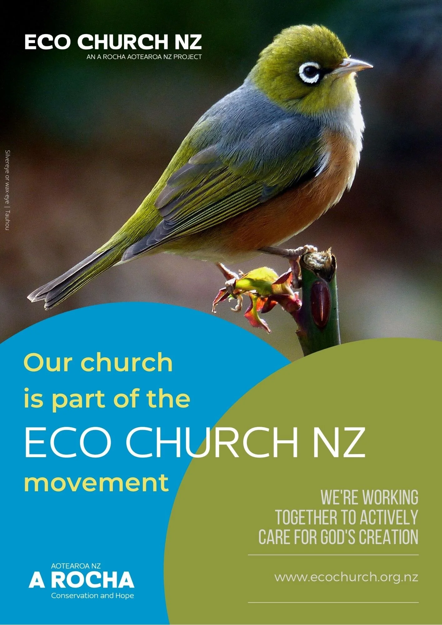 Eco Church NZ - Silvereye.jpg