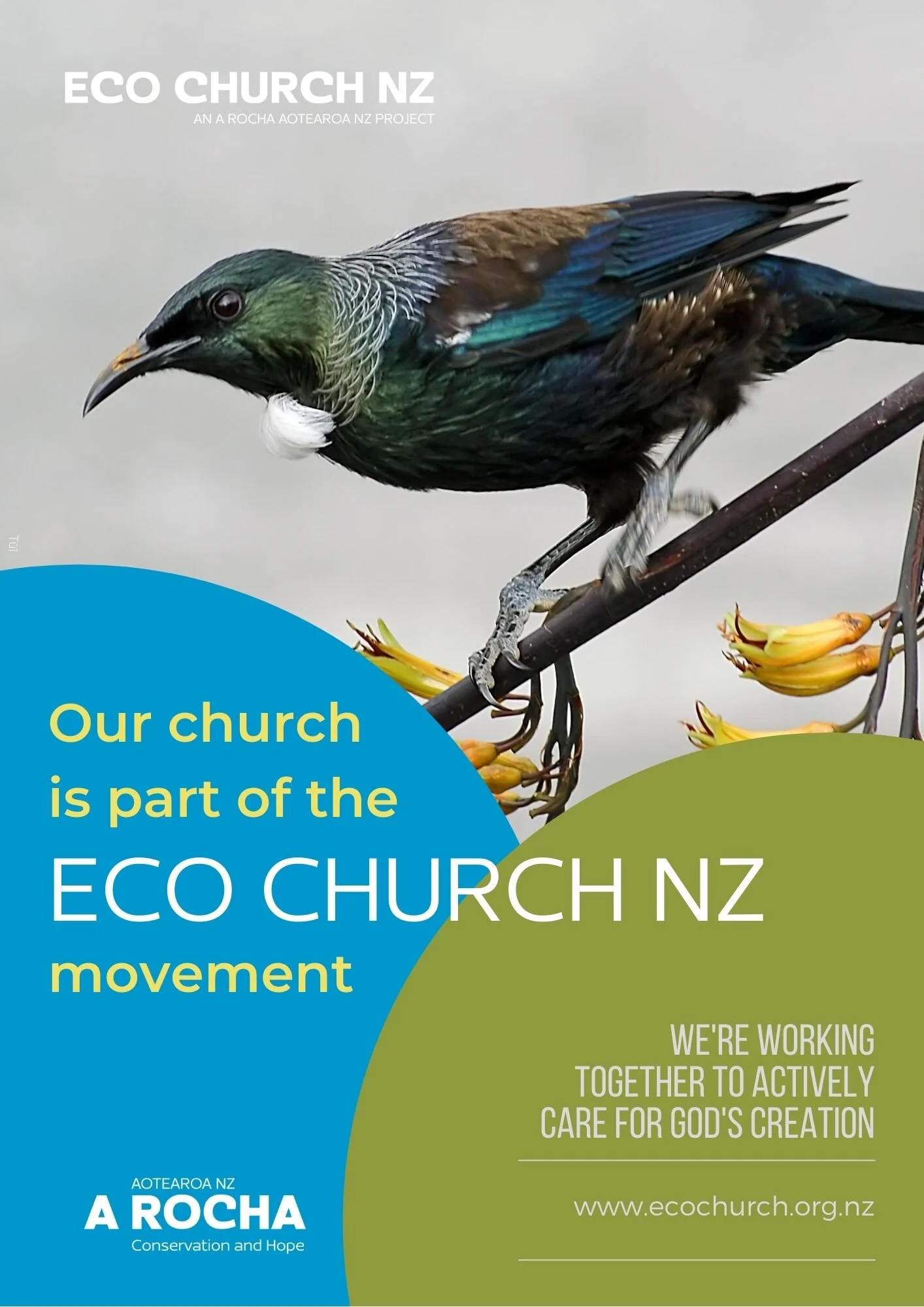 Eco Church NZ - Tūī.jpg