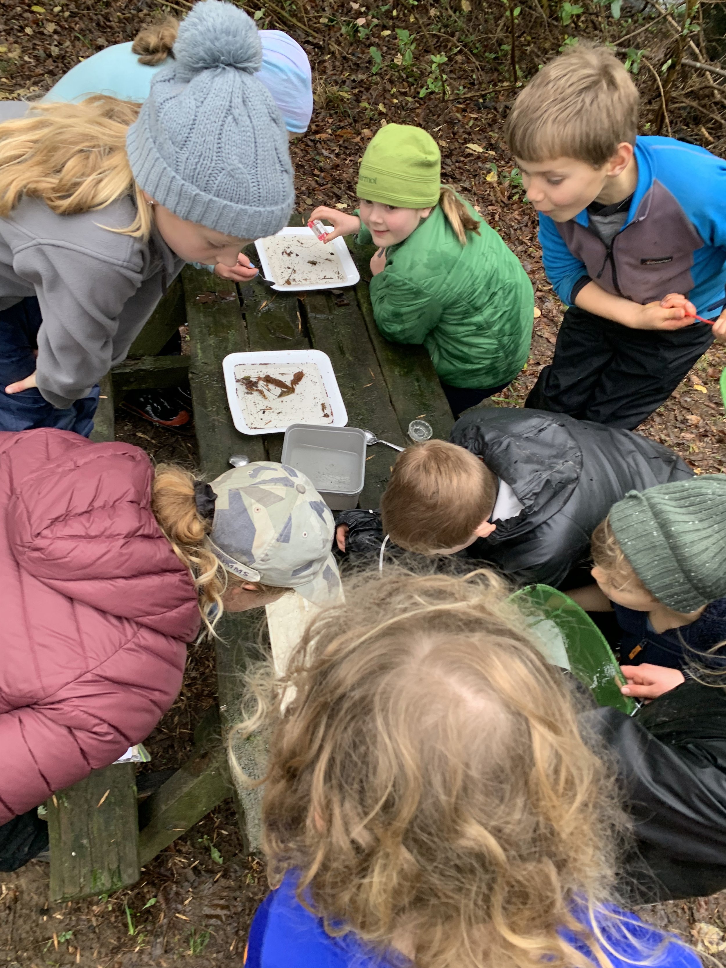 Macroinvertebrates