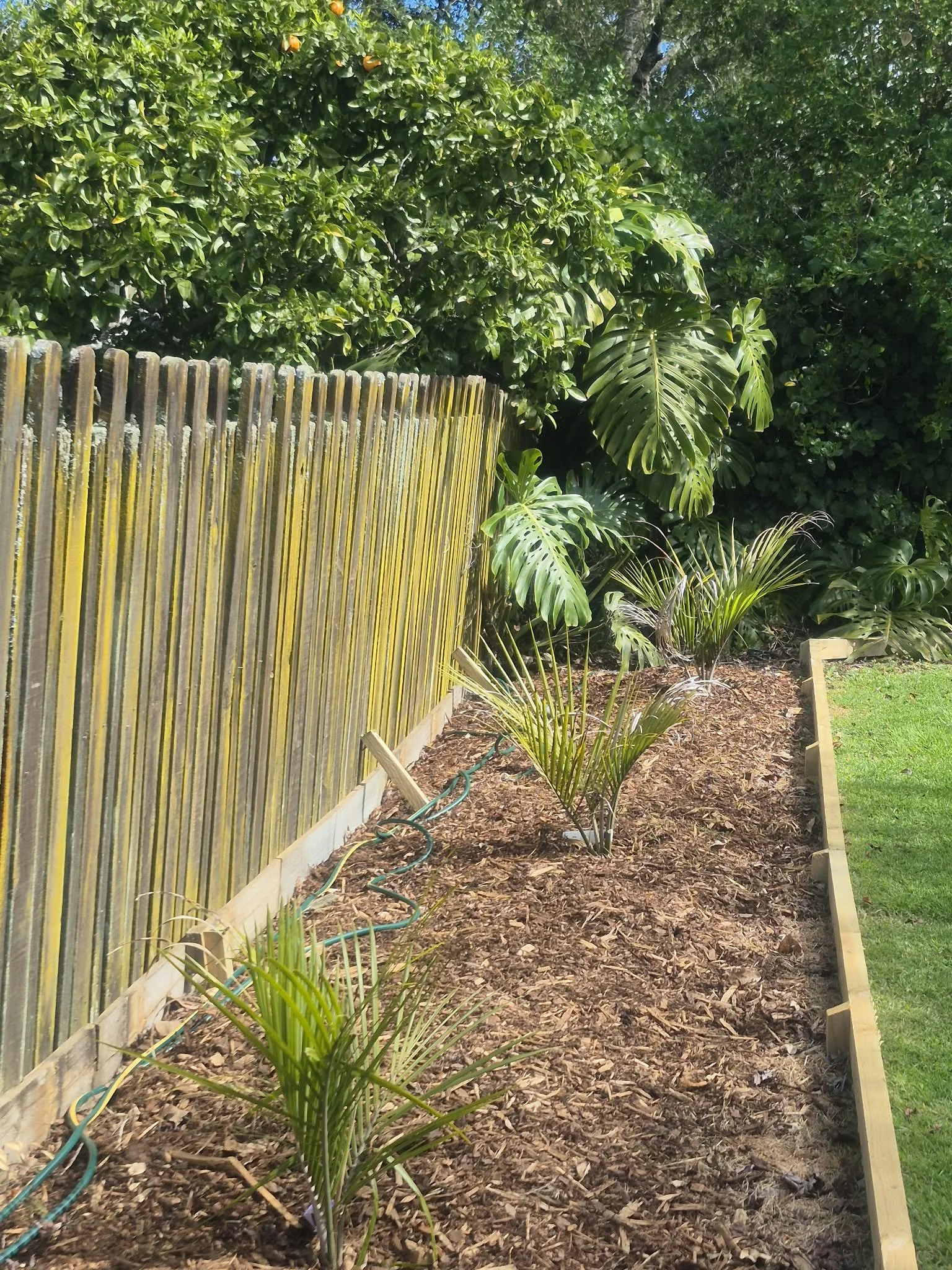 Planting Palms at St Mark’s Remuera