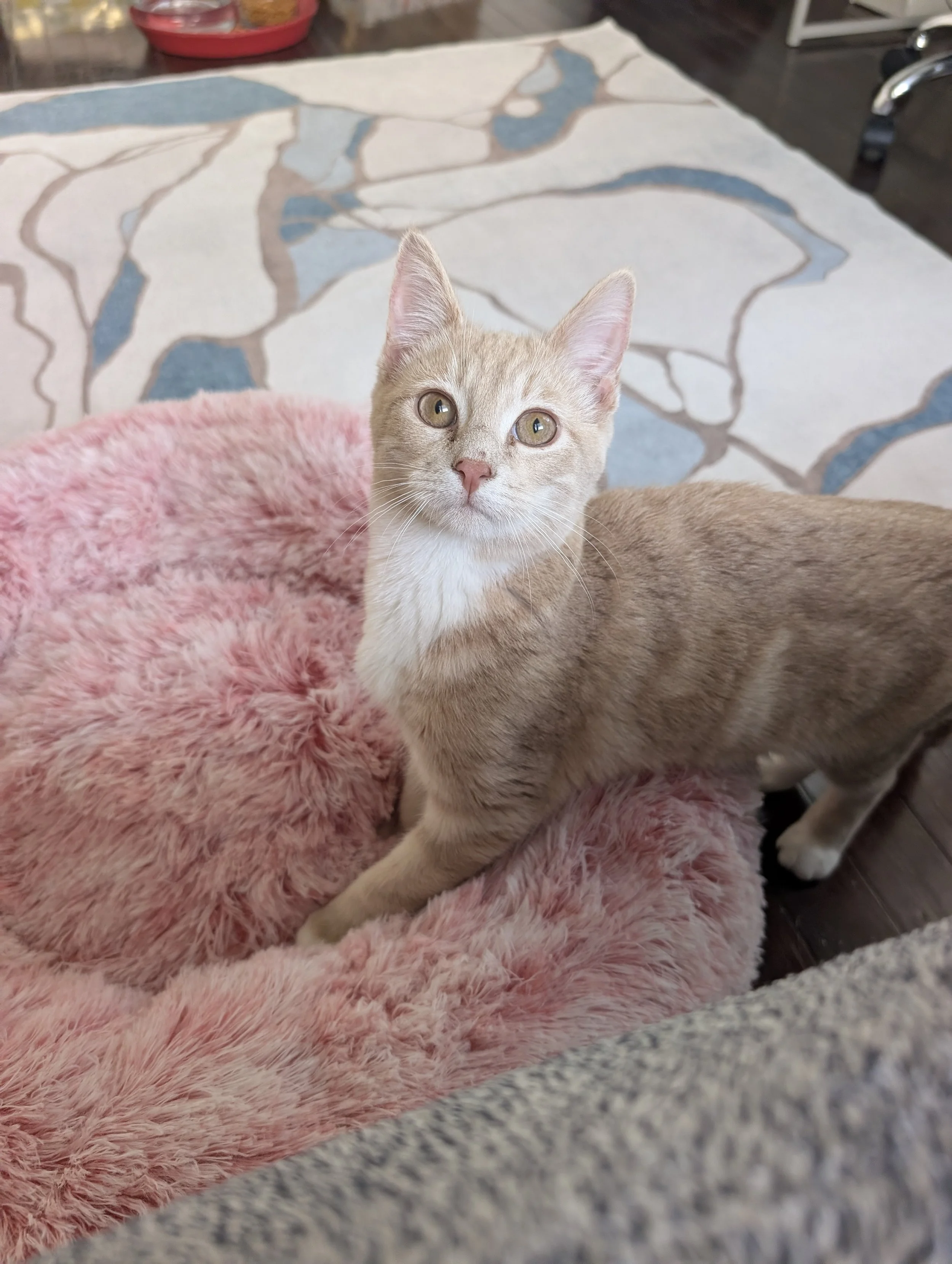 A young orange tabby kitten with white on its chest and face, standing on a pink fluffy bed looking up at the camera.