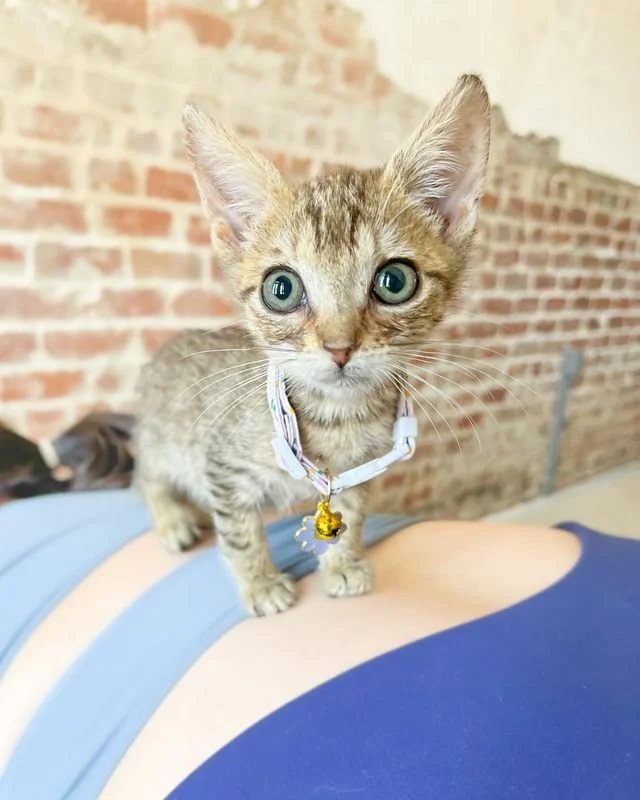 Kitten Yoga!