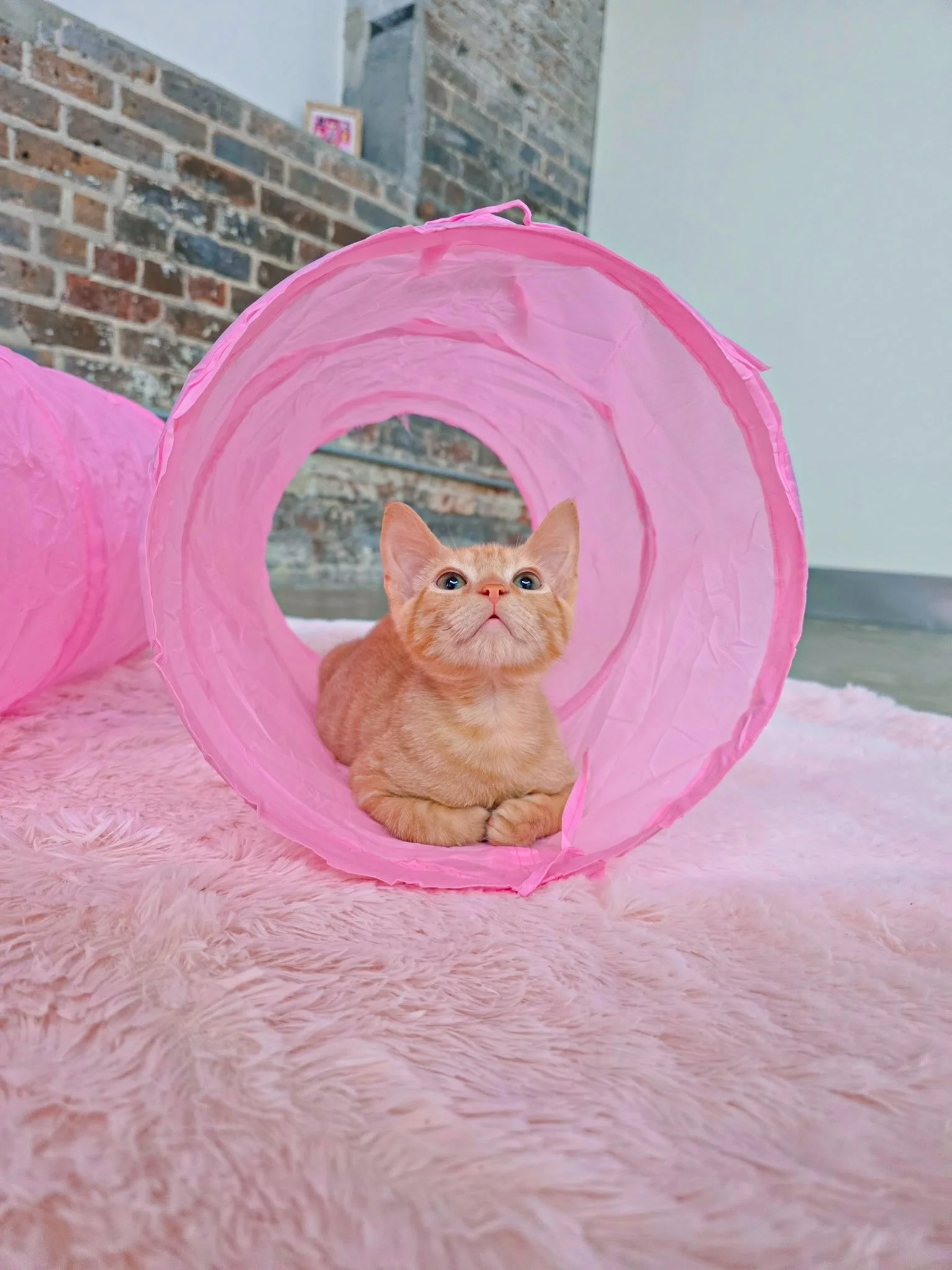 Kitten Lounge!