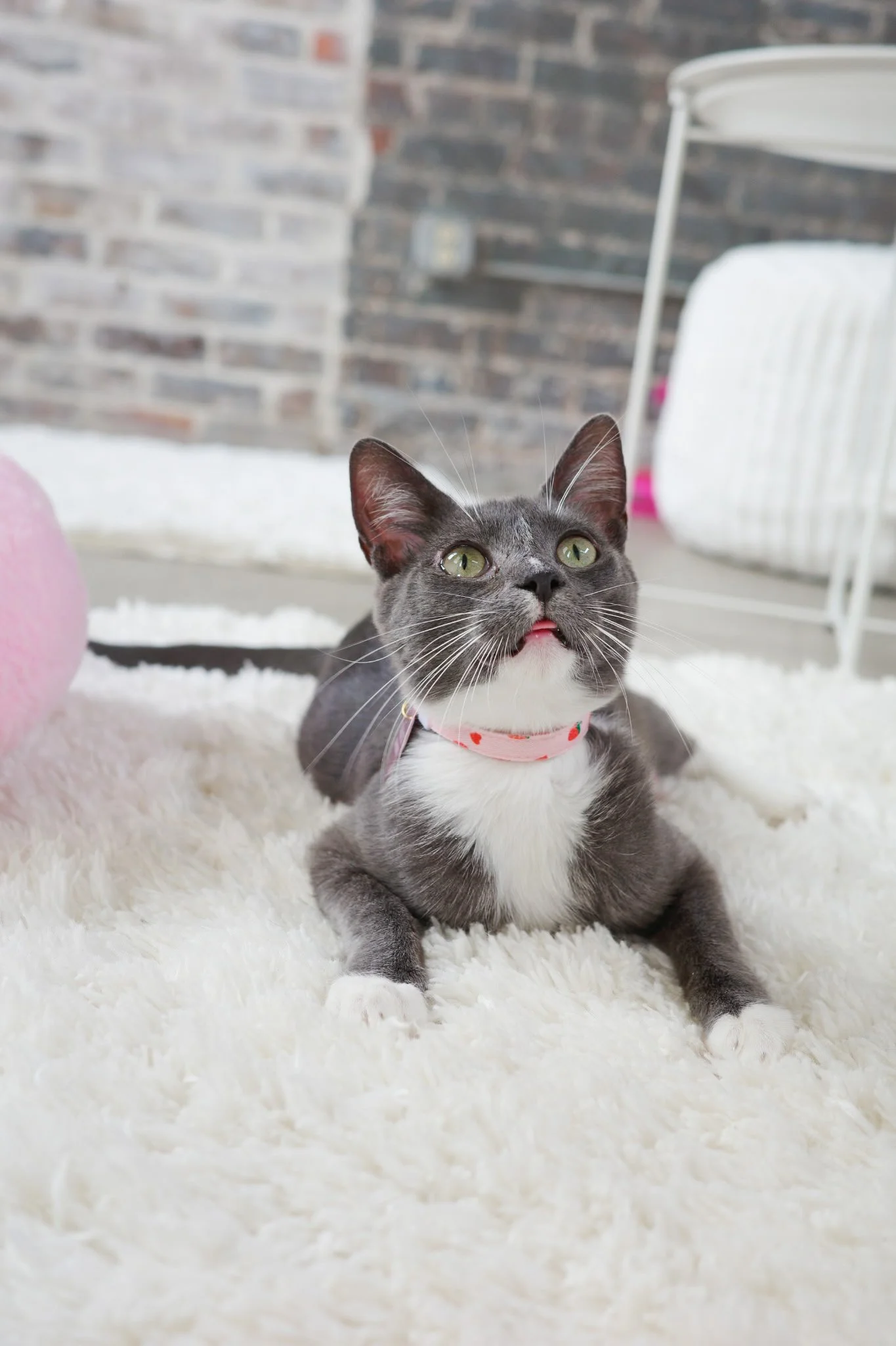 Tomato Cat Lounge Open Hours 💖