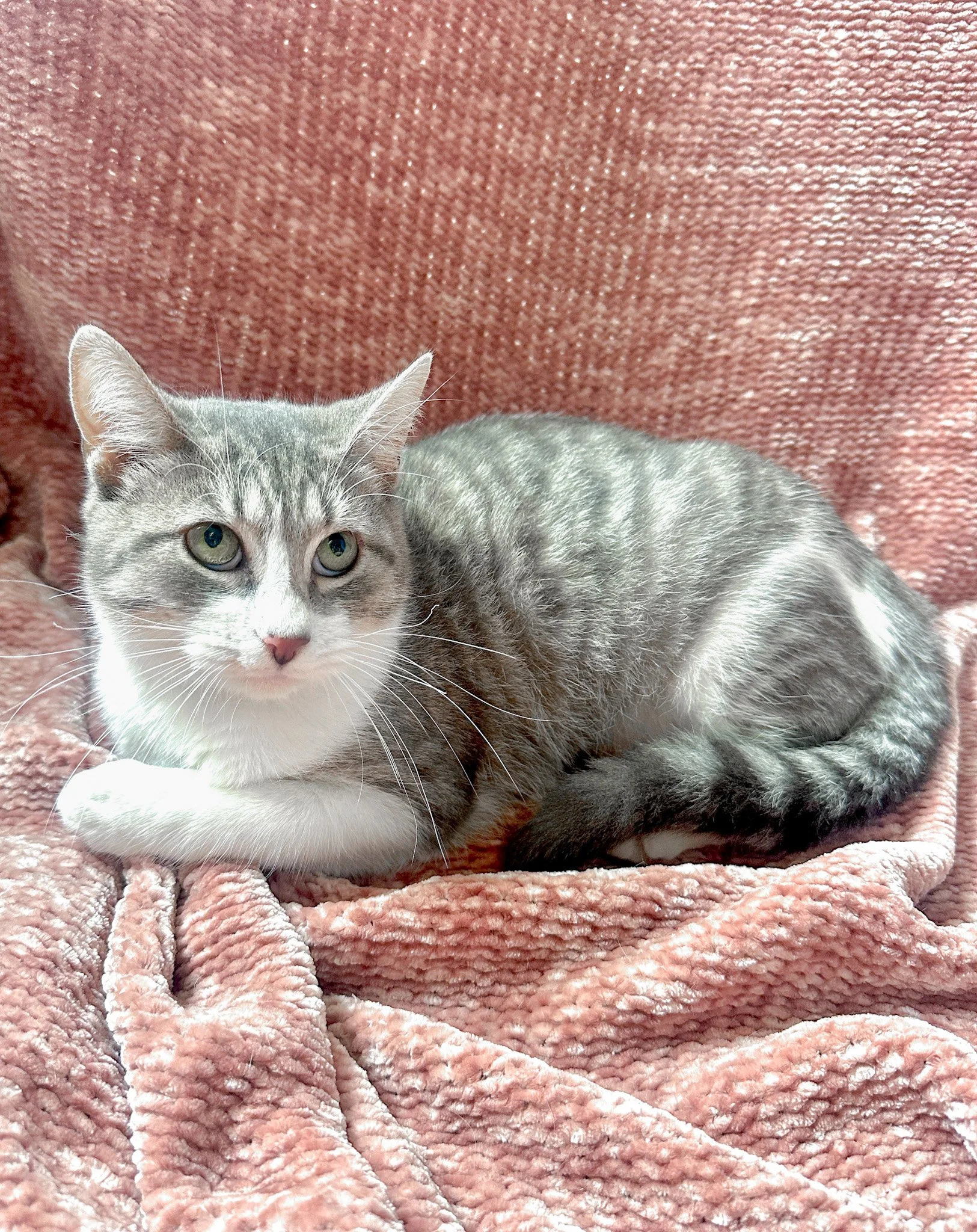 Adoptable gray and white cerebellar hypoplasia wobbly cat syndrome cat with green eyes lying on a pink, textured blanket.