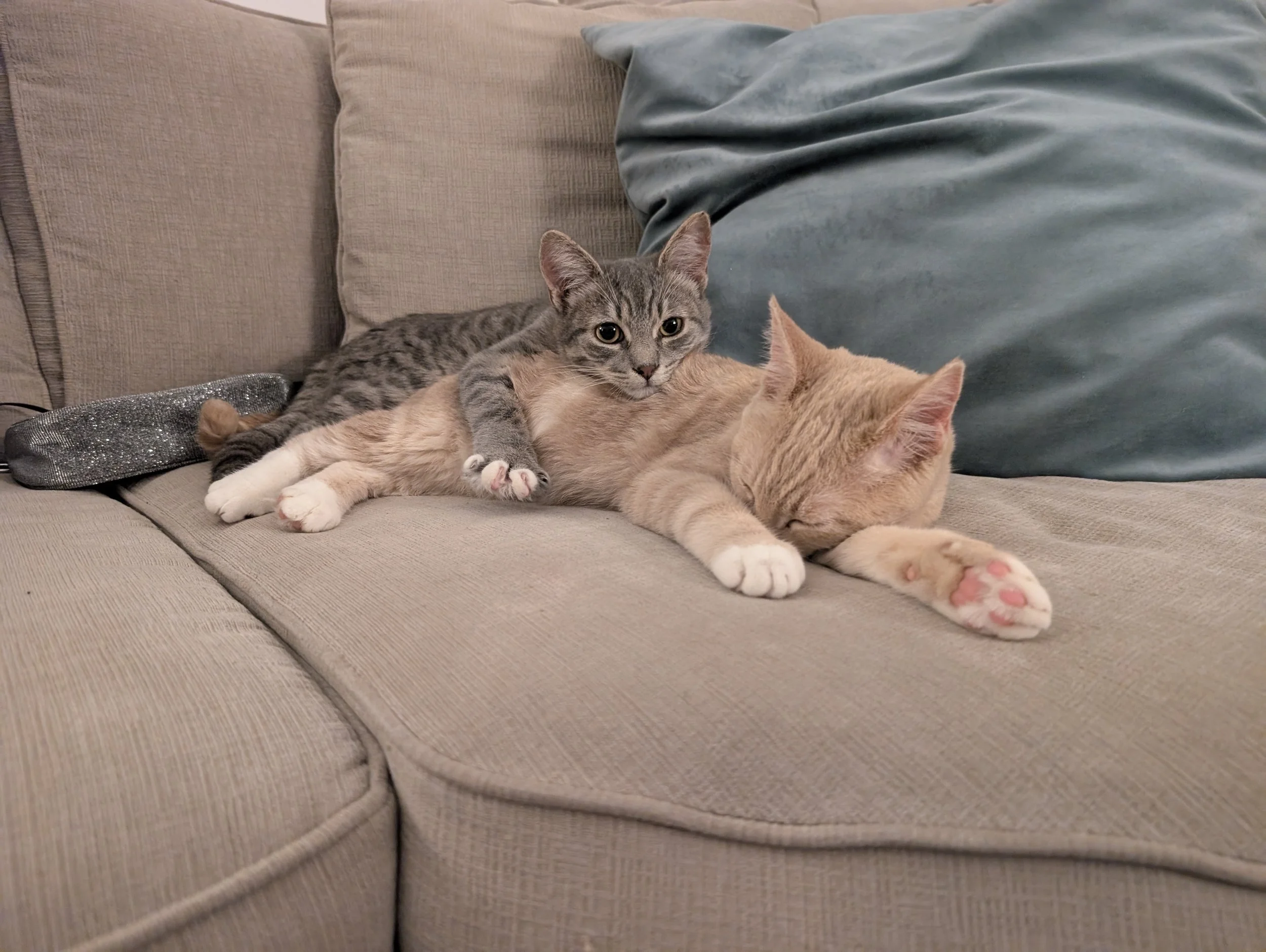 A gray tabby kitten lying on a beige sofa with an orange kitten sleeping next to it. The gray kitten is resting its head and paw on the orange kitten, which has its eyes closed.
