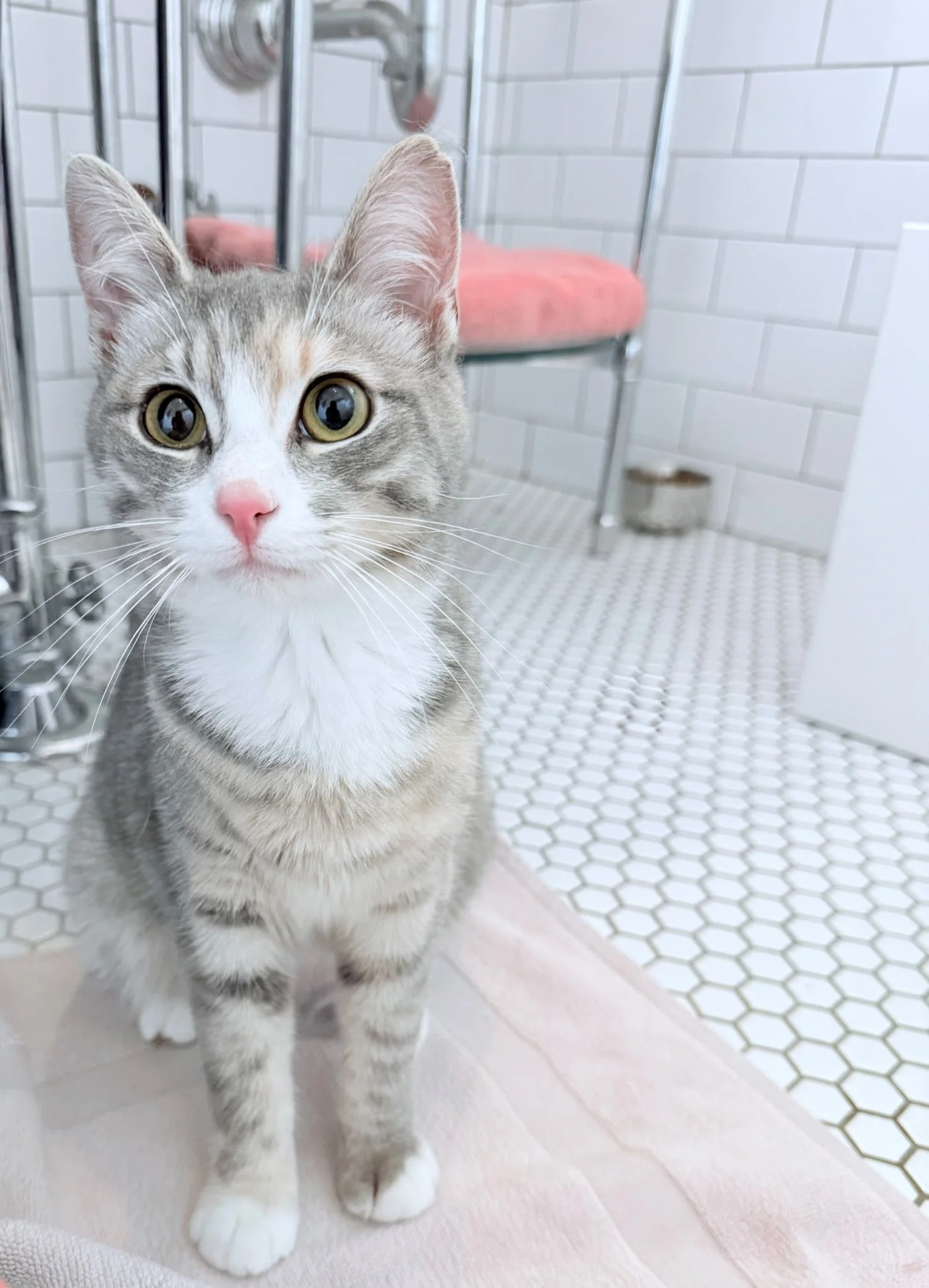 adoptable cat New Orleans