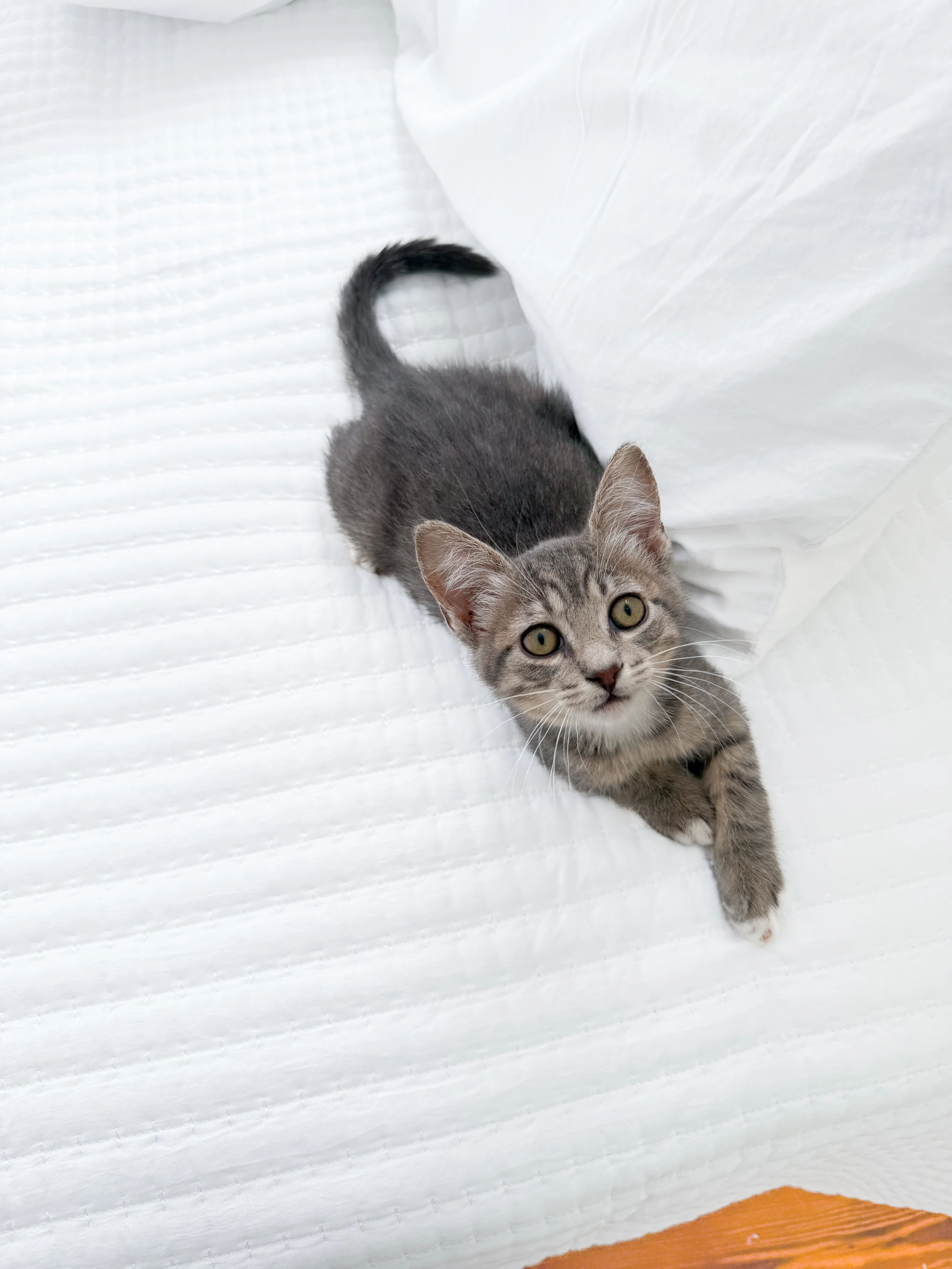 A gray tabby kitten lying on a white bed, looking up with one paw stretched out.