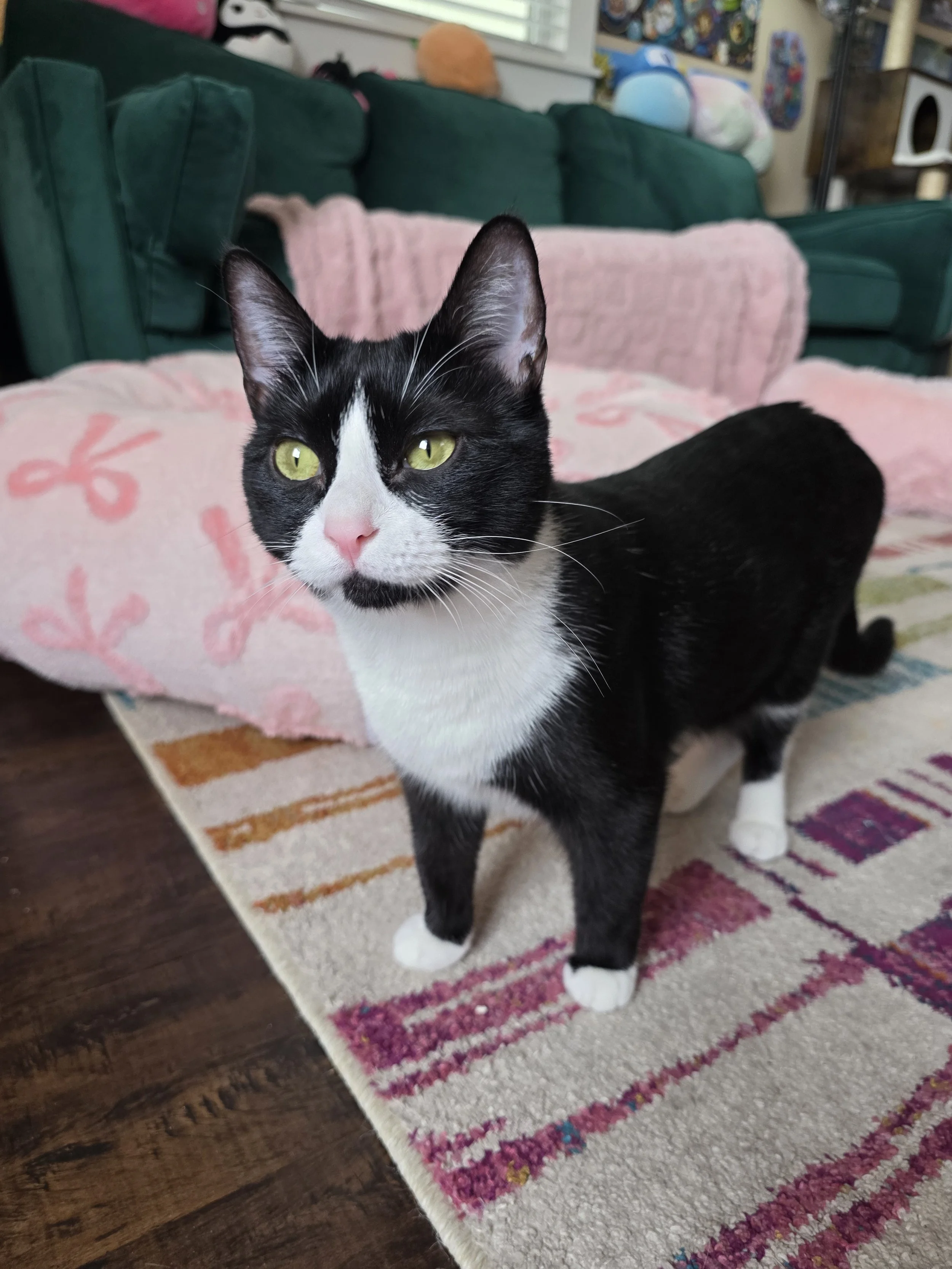 A black and white cat with green eyes standing on a colorful rug in a living room, with a pink blanket and green sofa in the background.