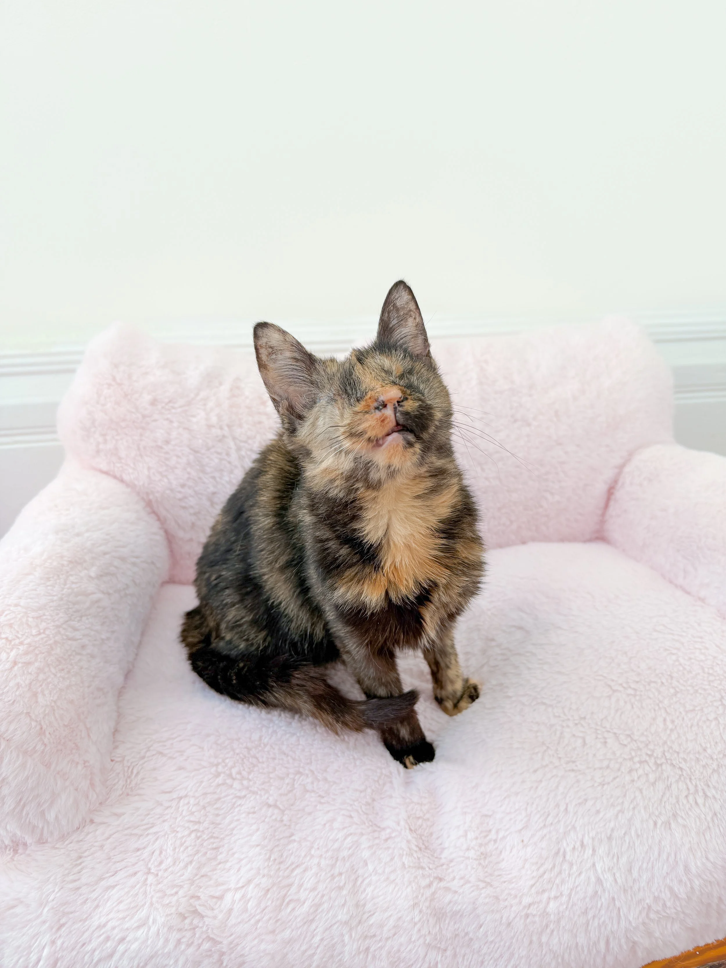 A blind special needs tortoiseshell cat with closed eyes sitting on a pink, fluffy pet bed.