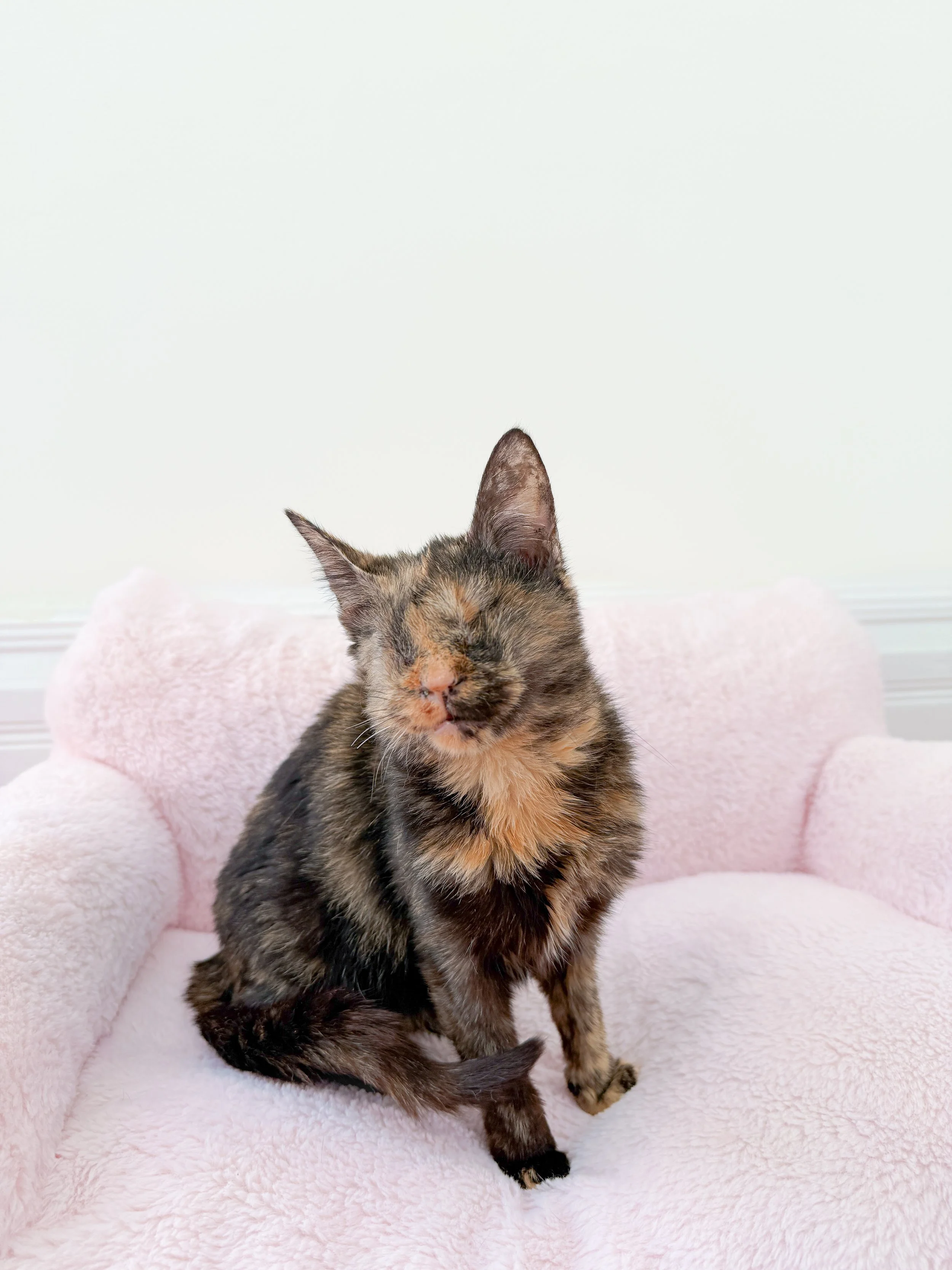 A blind special needs tortoiseshell cat with closed eyes sitting on a pink, fluffy pet bed.