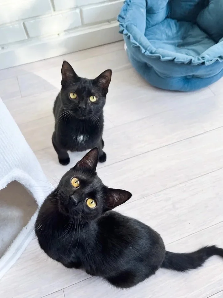 Turnip & Bumbleberry, Medial Patellar Luxation