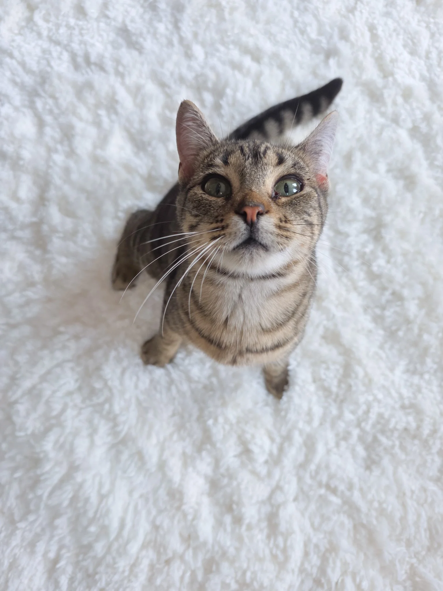 Bex, Cerebellar Hypoplasia