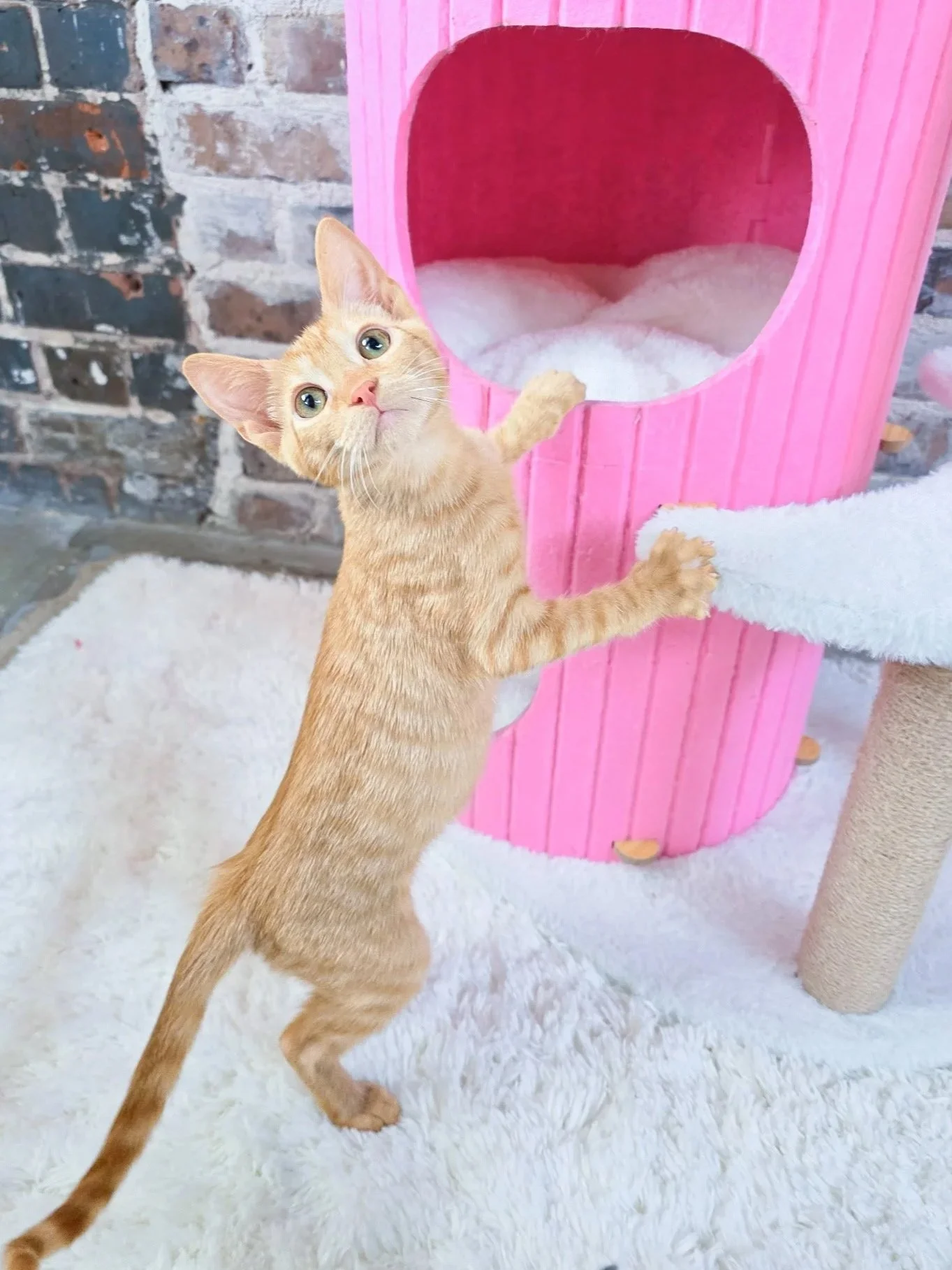 A ginger kitten with green eyes standing on a white fluffy carpet, holding onto a pink scratching post with its front paws, in front of a brick wall in New Orleans only nonprofit cat lounge.
