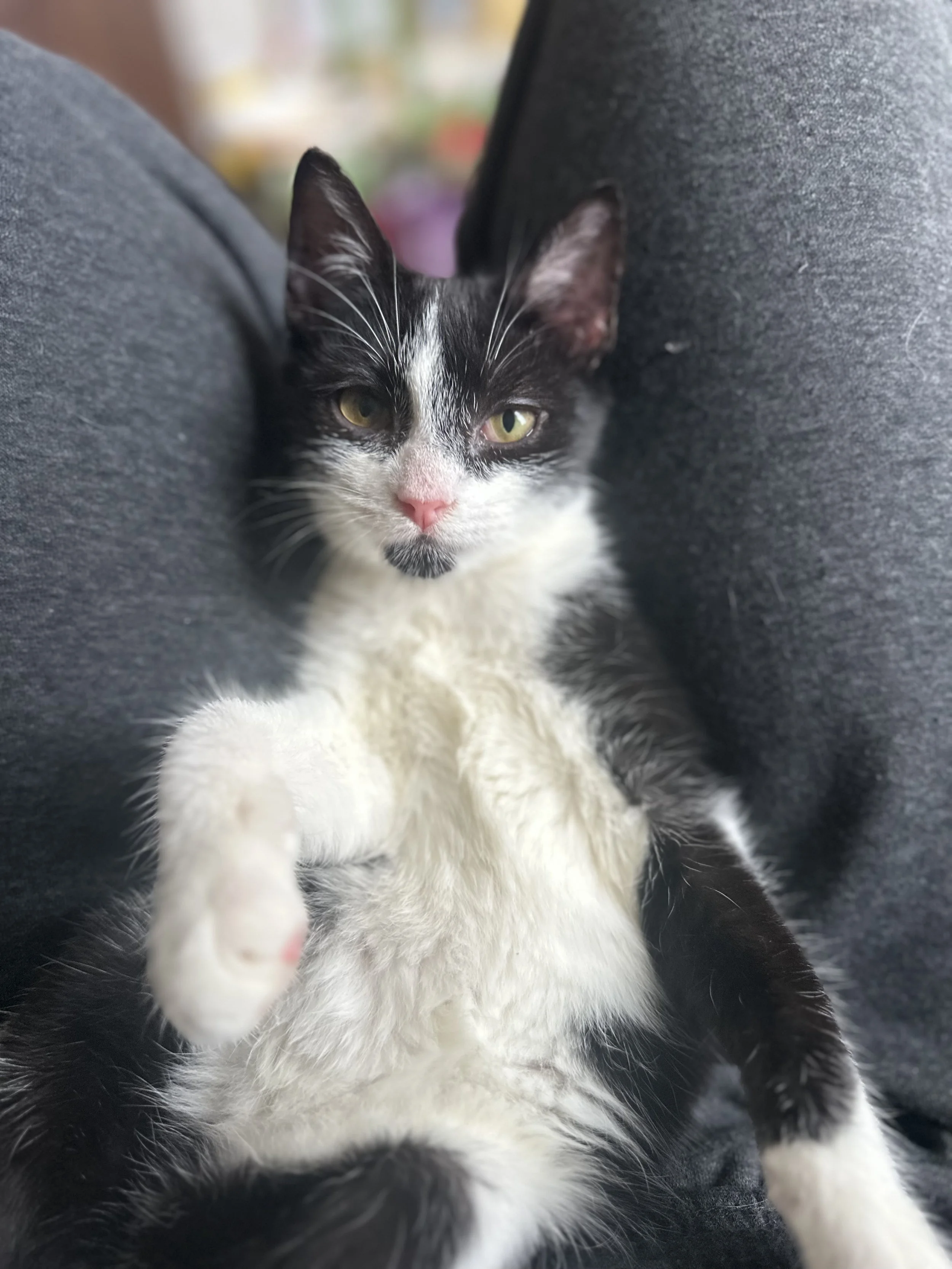Black and white kitten lying on its back between someone’s legs, looking at the camera.