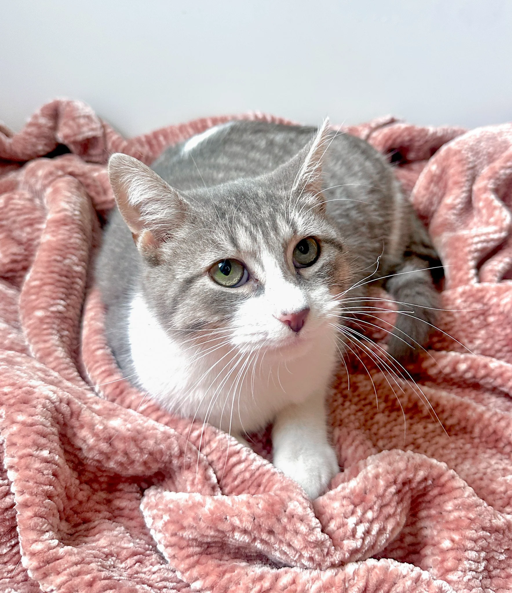 Adoptable gray and white cerebellar hypoplasia wobbly cat syndrome cat with green eyes lying on a pink, textured blanket.