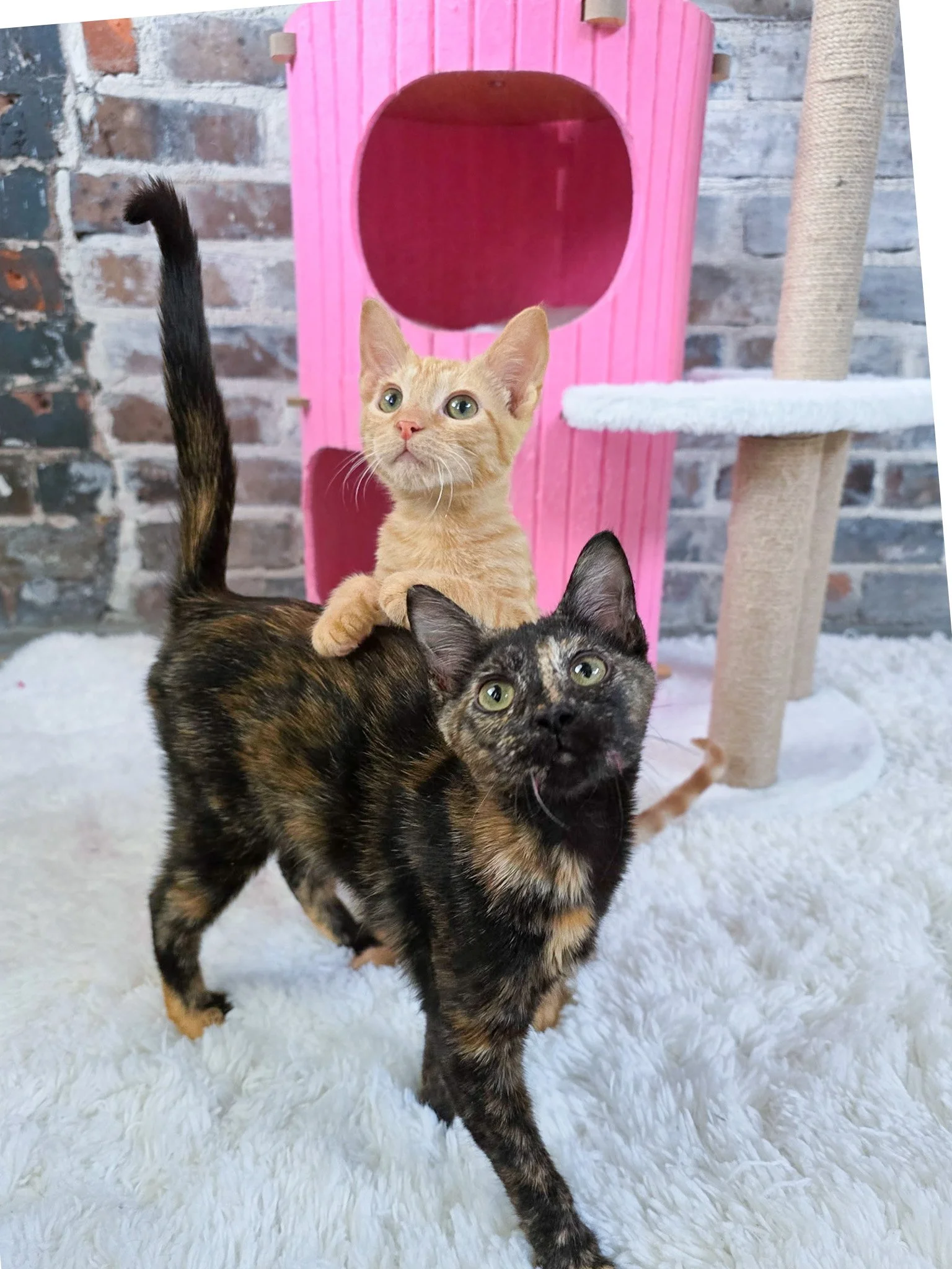 A tortoiseshell cat walking on a white fluffy carpet with a ginger kitten sitting on its back, in front of a pink cat tree with a large round opening and a scratching post, against a brick wall background in New Orleans only nonprofit cat lounge.