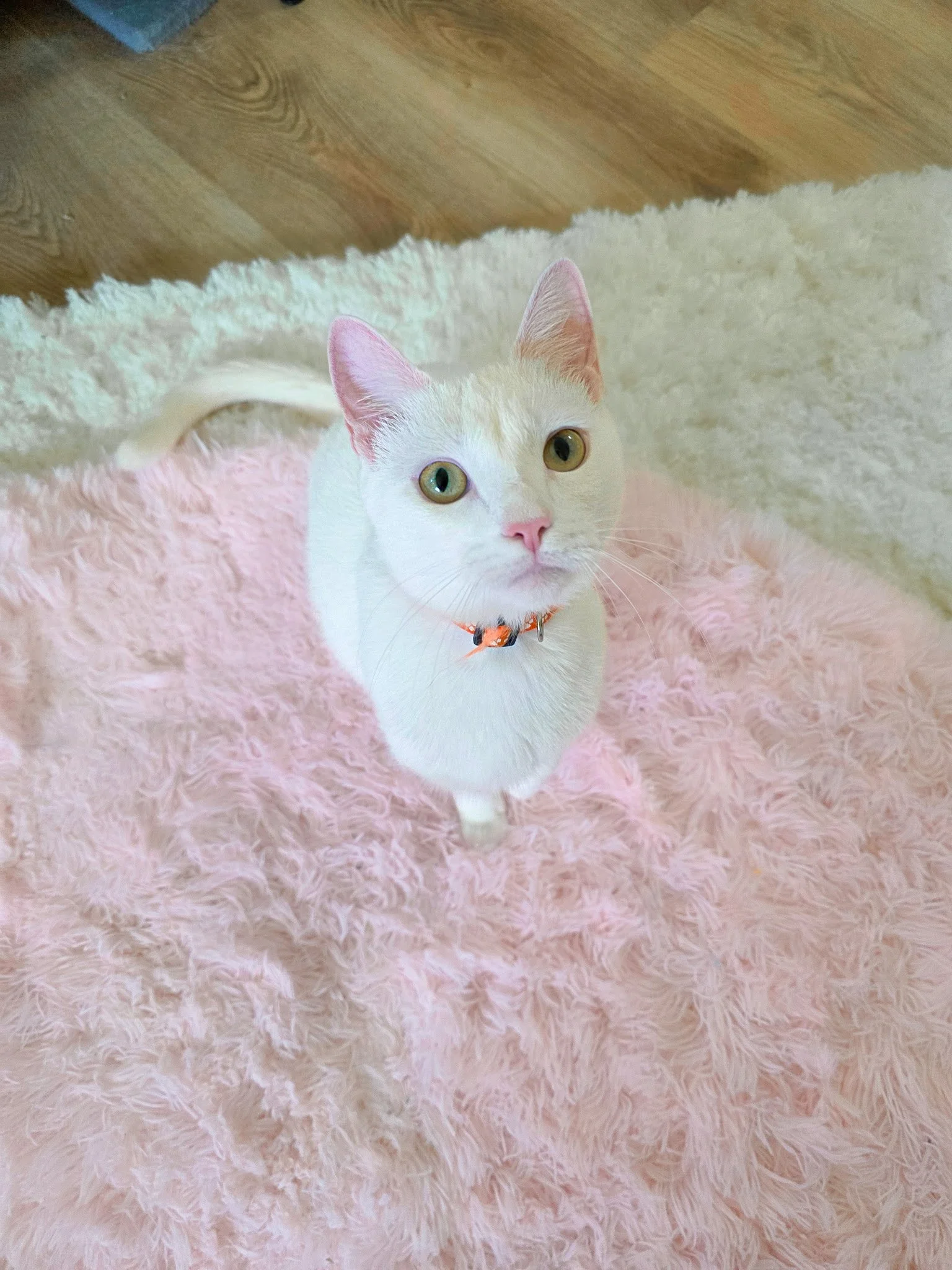 adoptable white kitten in New Orleans