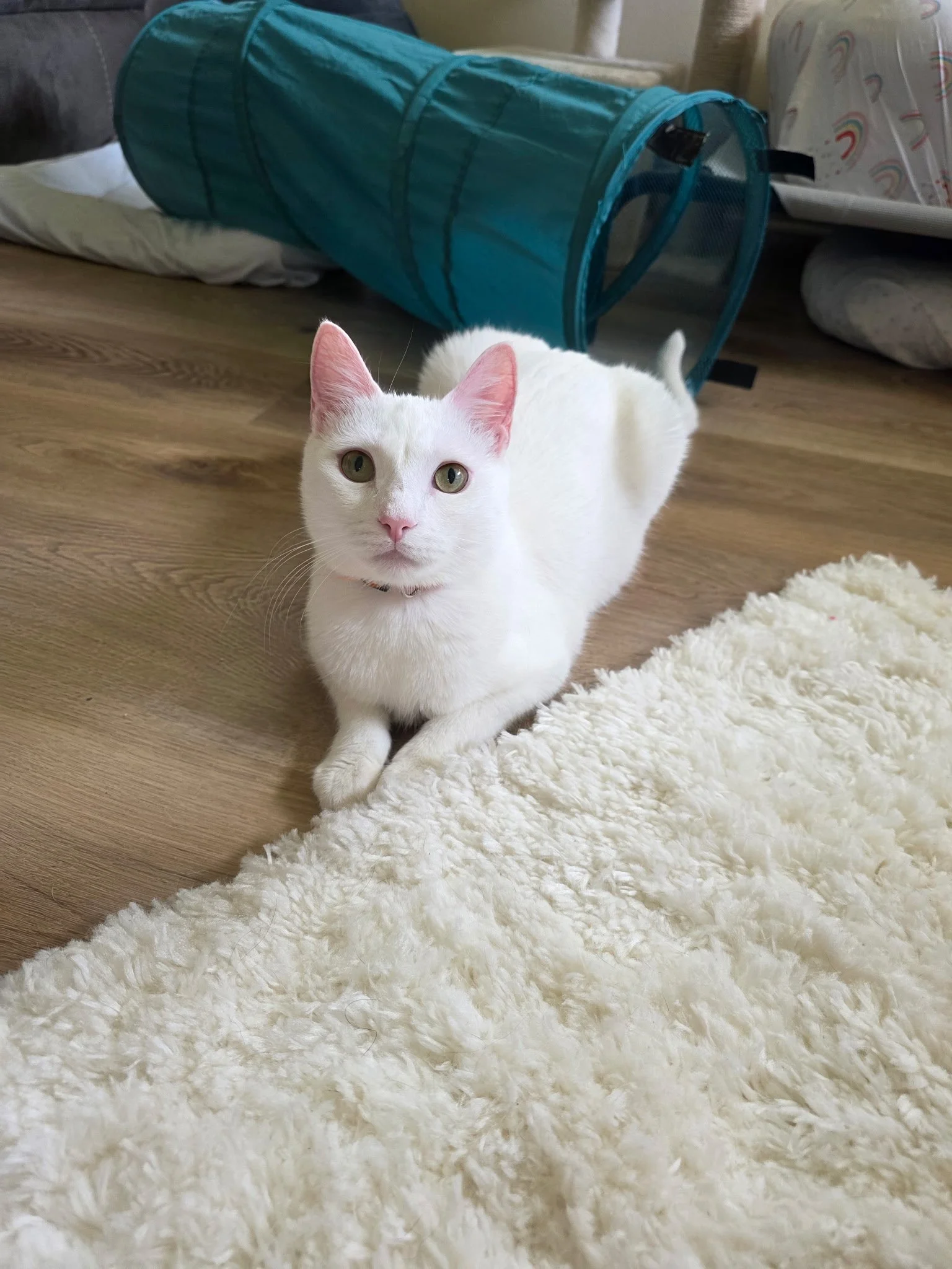 adoptable white kitten New Orleans