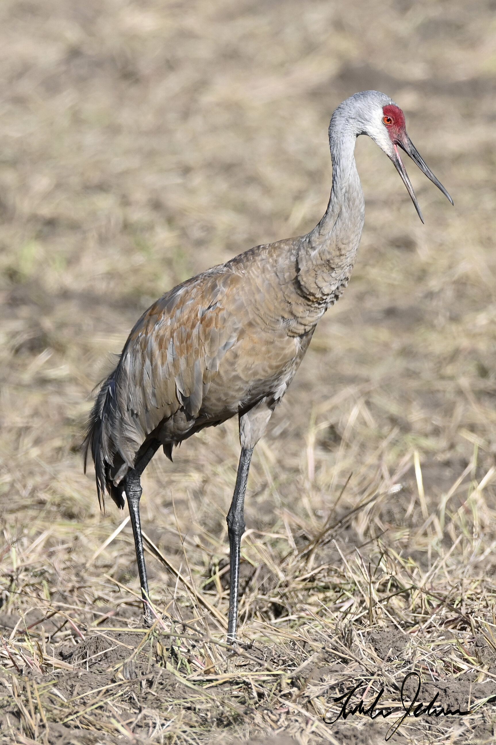 Sandhill Crane with Mouth Open Updates Signature.jpg