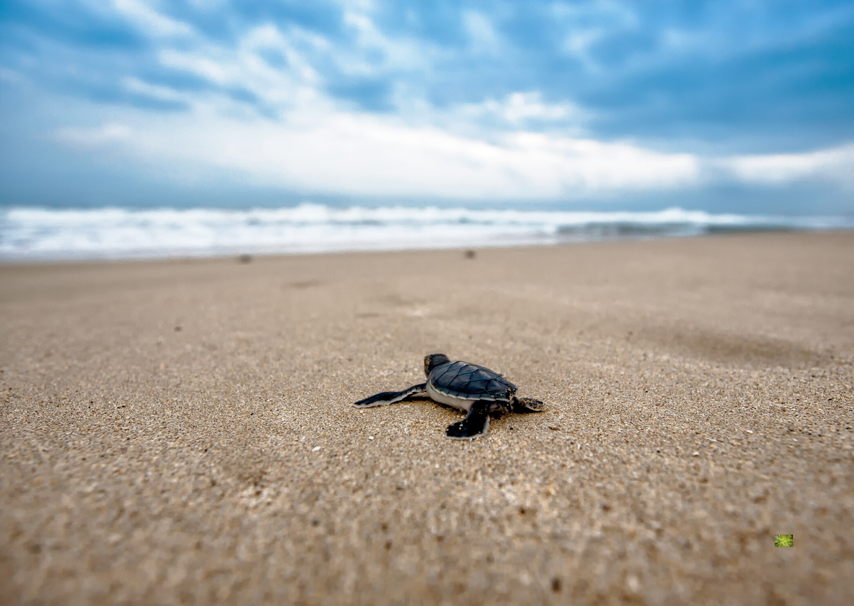 turtle.png