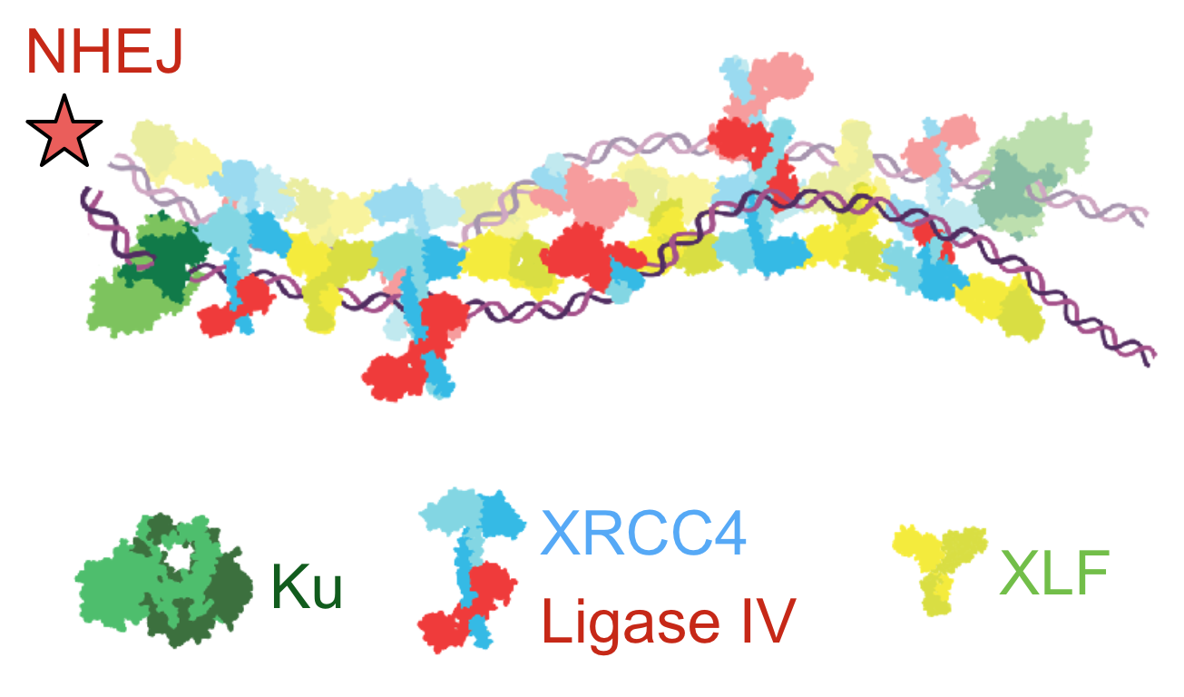 NHEJ filament copy.png