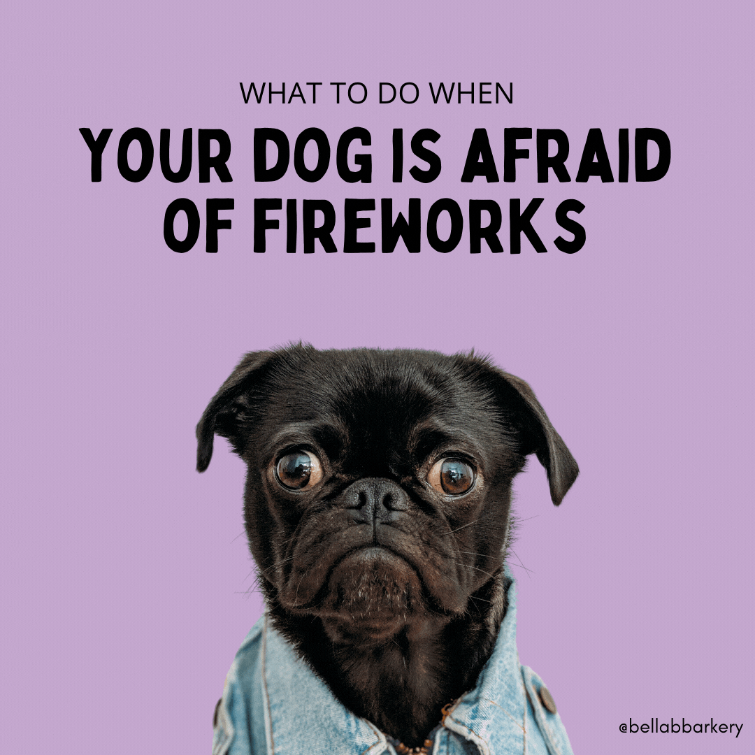 Tips For Keeping Your Dogs Safe On The 4th of July