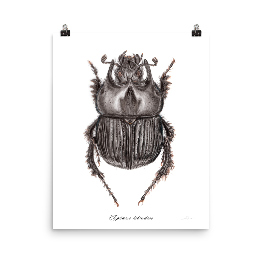 Scarab Beetle Drawing  HelloArtsy