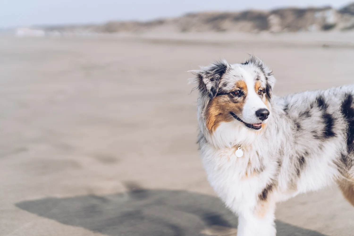 Adolescent Classes Spot On Dog Training
