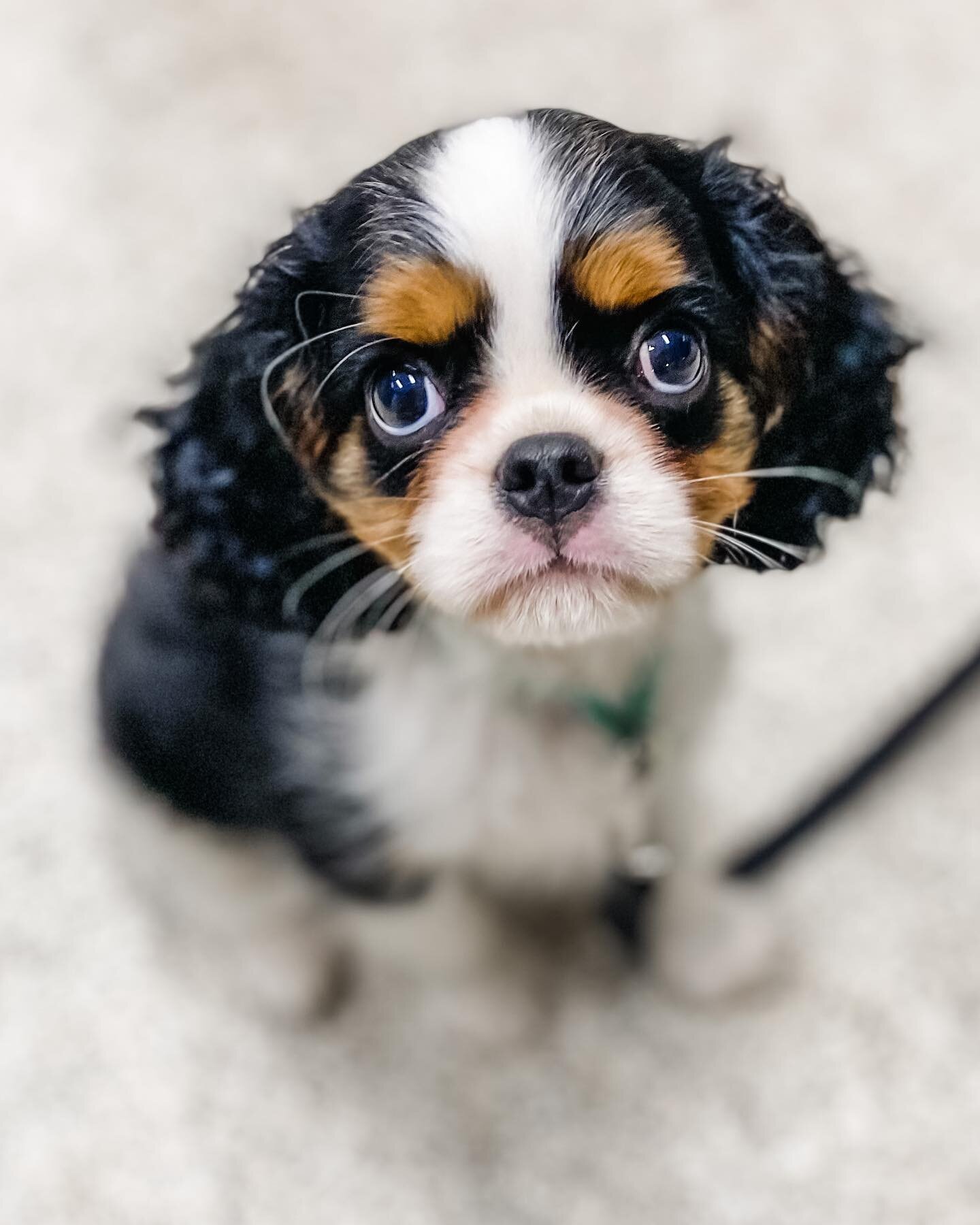 Archie! 💙
Archie is in my Tuesday night puppy class and I just love him! He has the funniest little personality and the biggest appetite I have ever seen on a little cavvy pup! Check out his face when he realises he has hit the jackpot with accessin