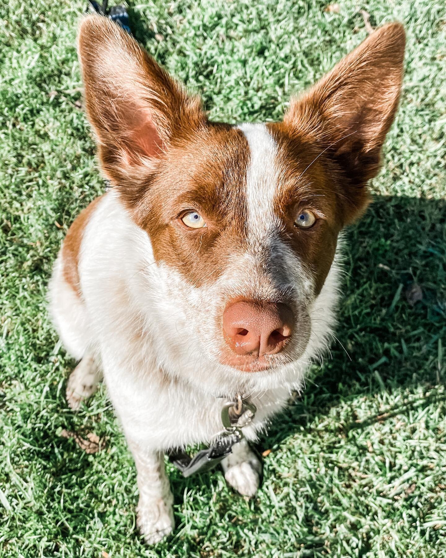 This sweet boy is Whisky 🐶
I have been working with Whisky and his wonderful parents to work on some undesirable behaviours that he has developed. He is a smart cookie having working breeds in him and picks up the training quickly. I just love this 