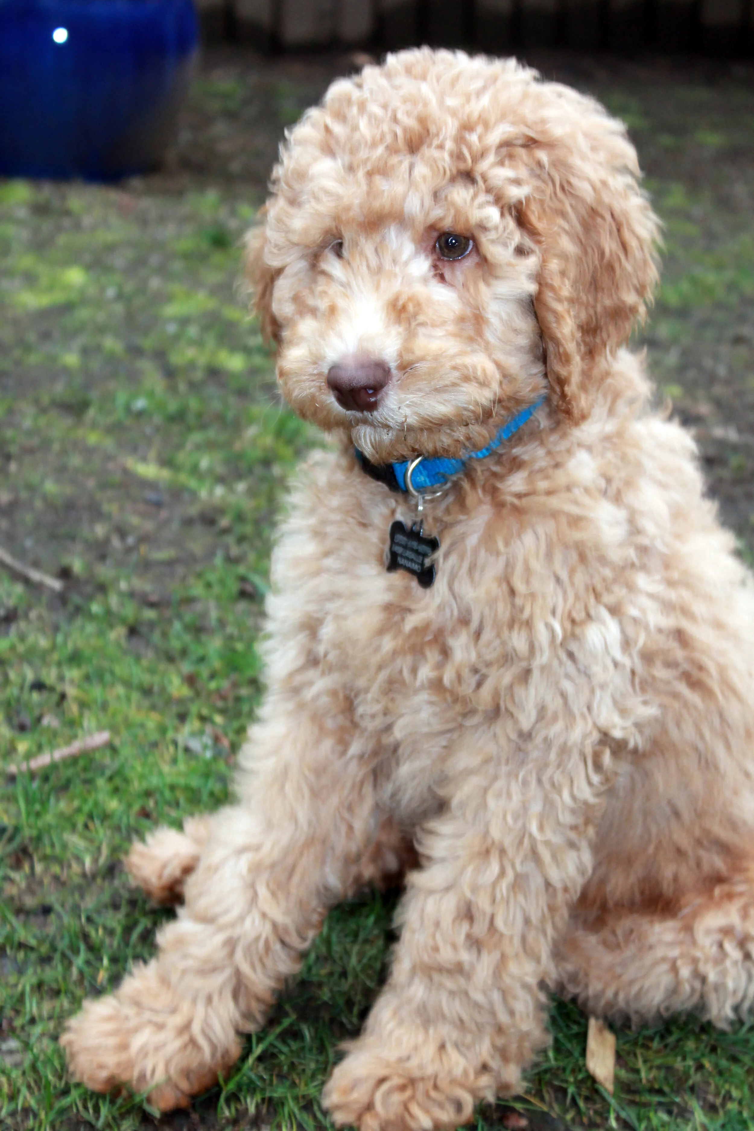 bailey2.jpg